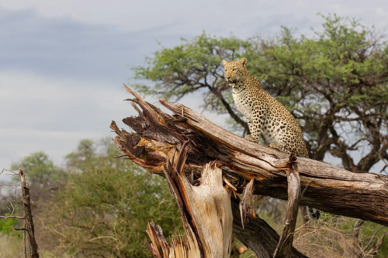 Wilderness leopard.jpg