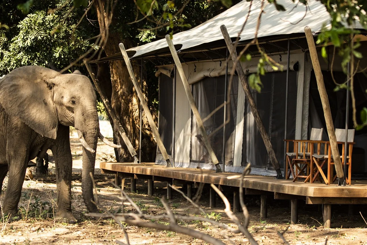 Wilderness-Rukomechi-Zimbabwe-19-0468 (1).jpg