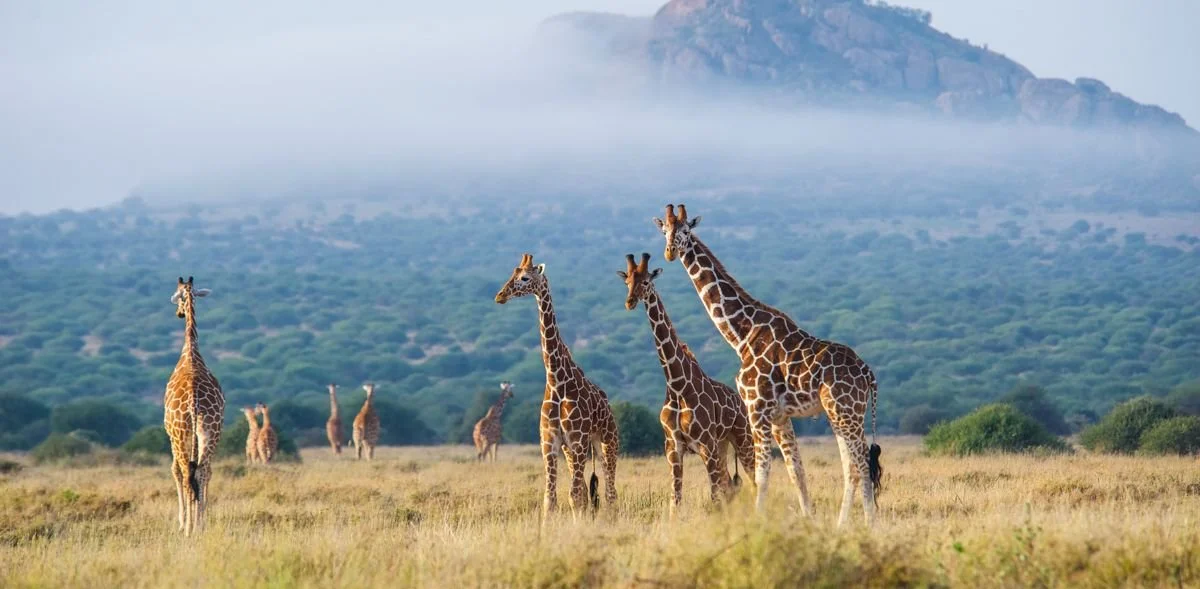 Karisia giraffe.jpeg