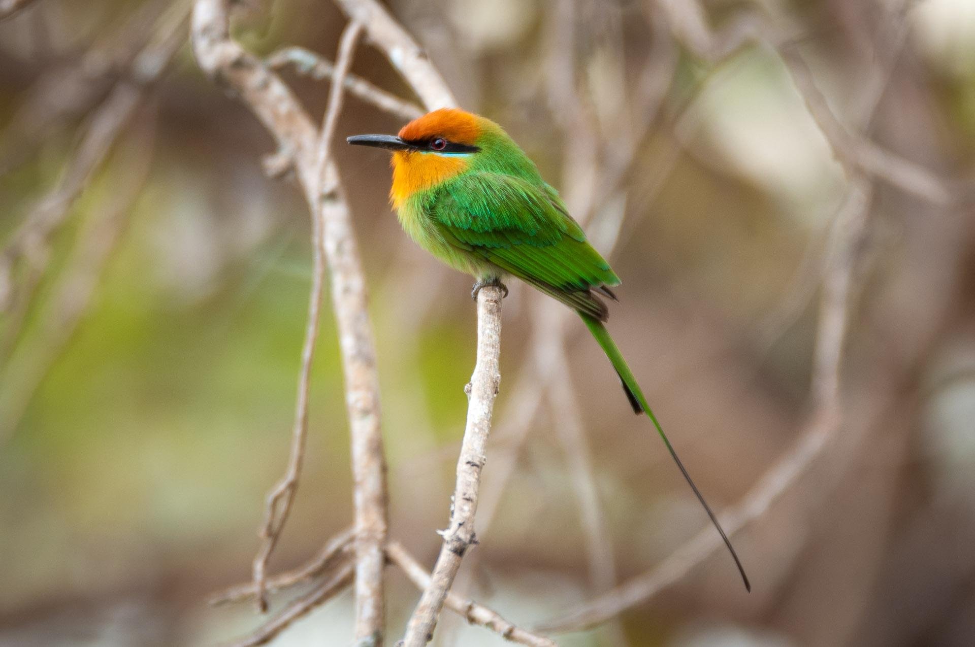 bee eater.jpg