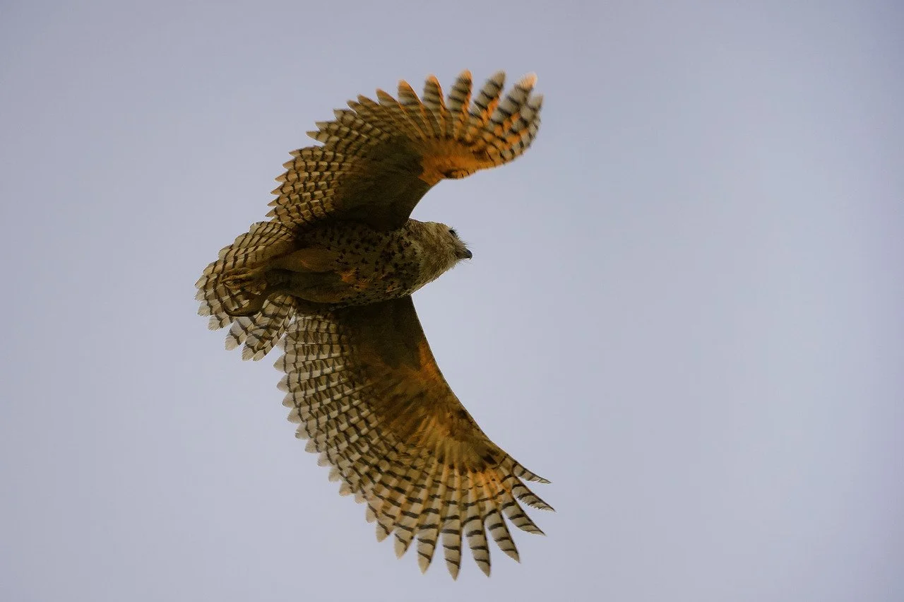 Wilderness Pels Fishing Owl.jpg