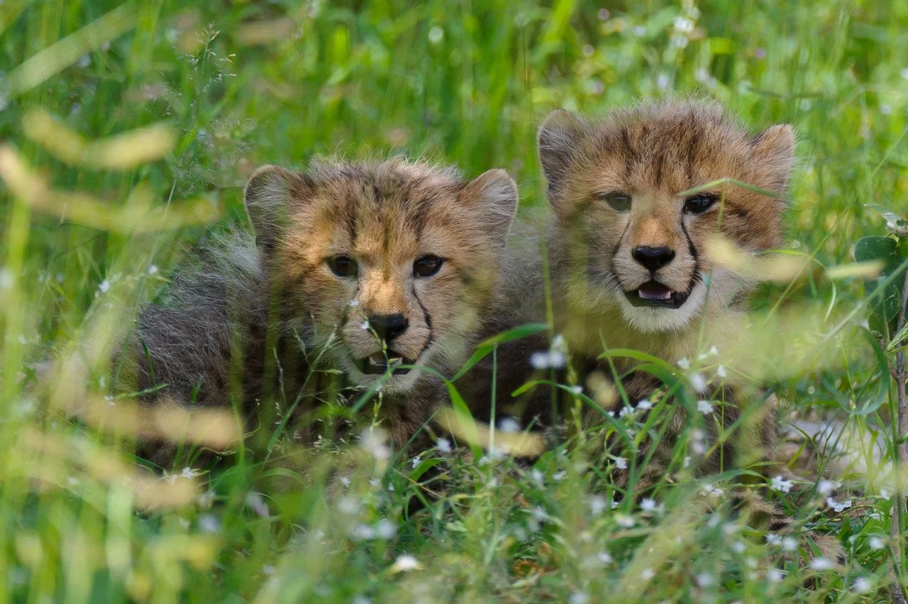 cheetah cubs.jpg