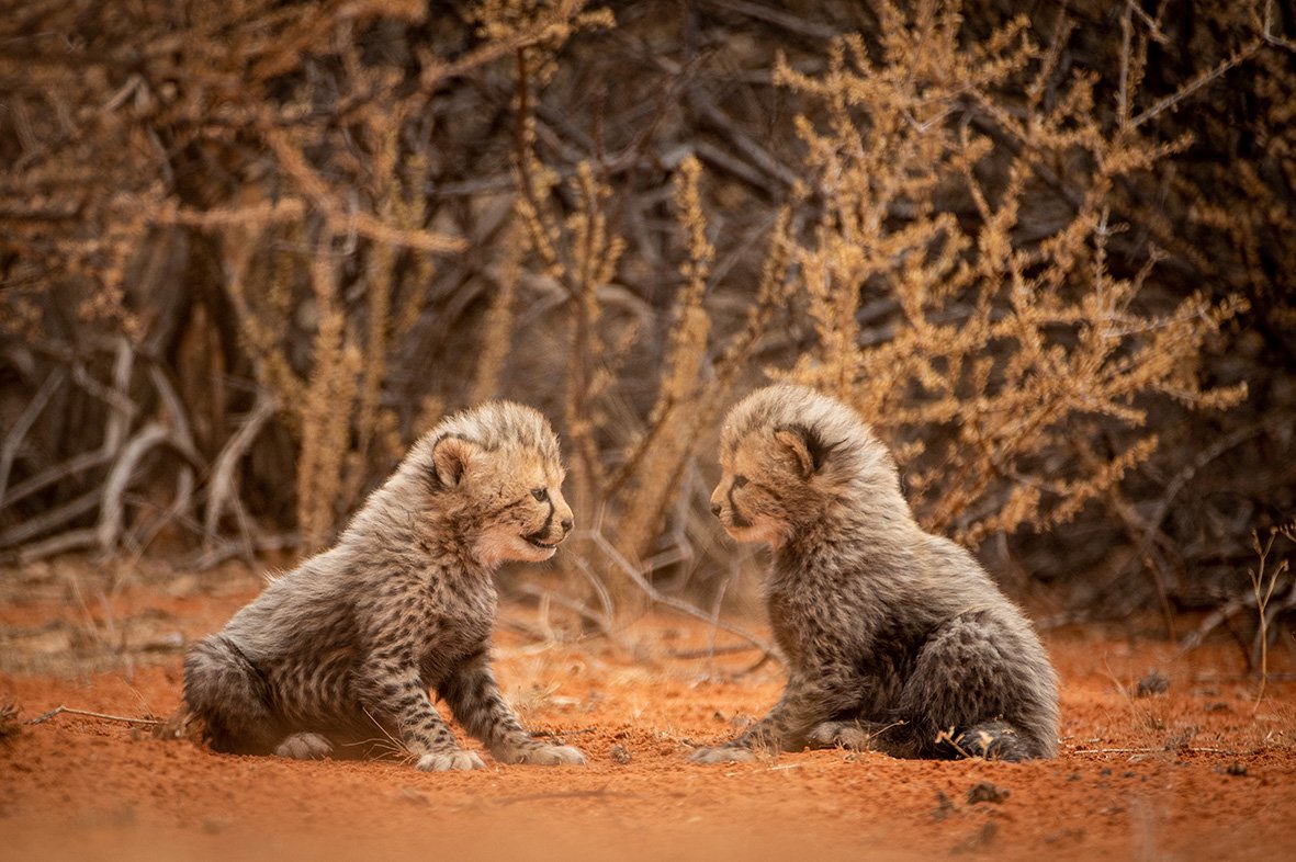 Tswalu Cheetah cubs.jpg