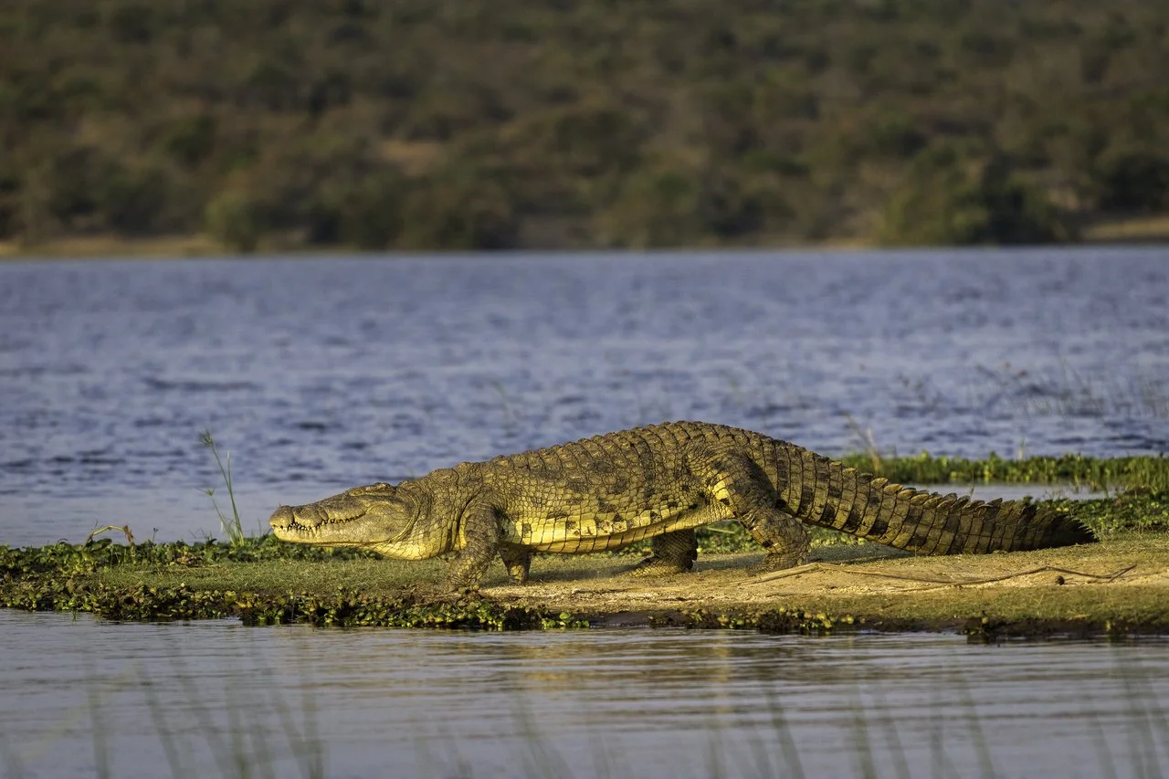 Large crocodile lying on a small patch of land near a body of water with hills in the background.