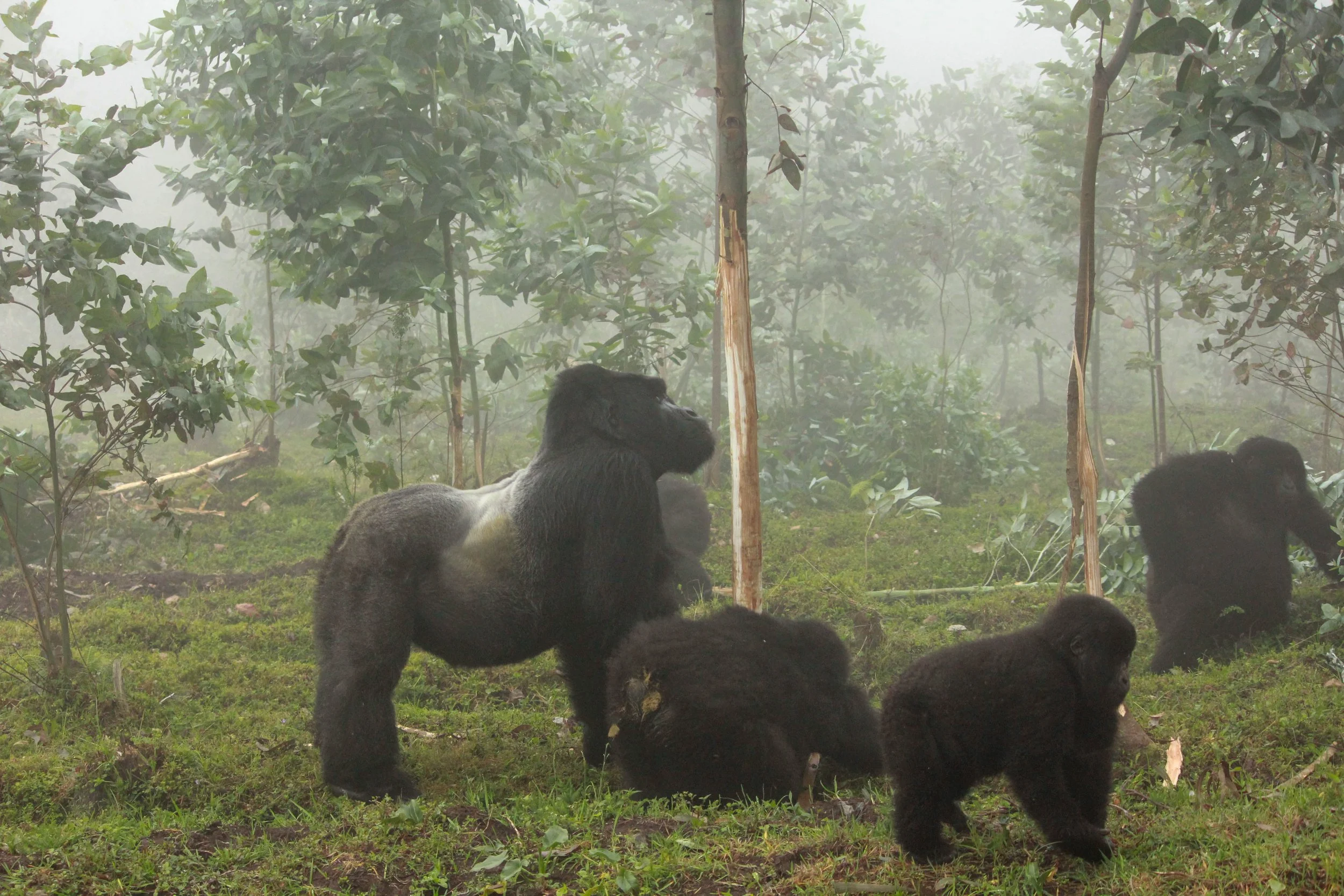 Kwitonda gorillas.jpg