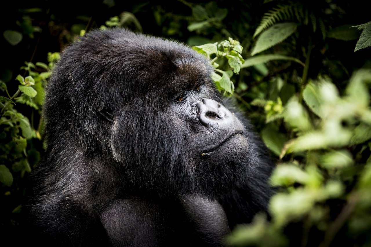 Wilderness Safaris - Bisate, Rwanda Gorilla.jpg