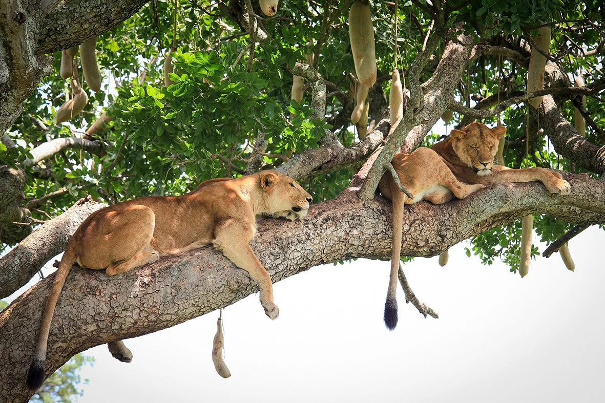 Two lions resting on a thick tree branch surrounded by green leaves and hanging tree pods.
