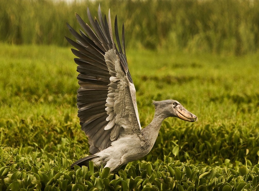 Semliki Shoebill Stork.jpg