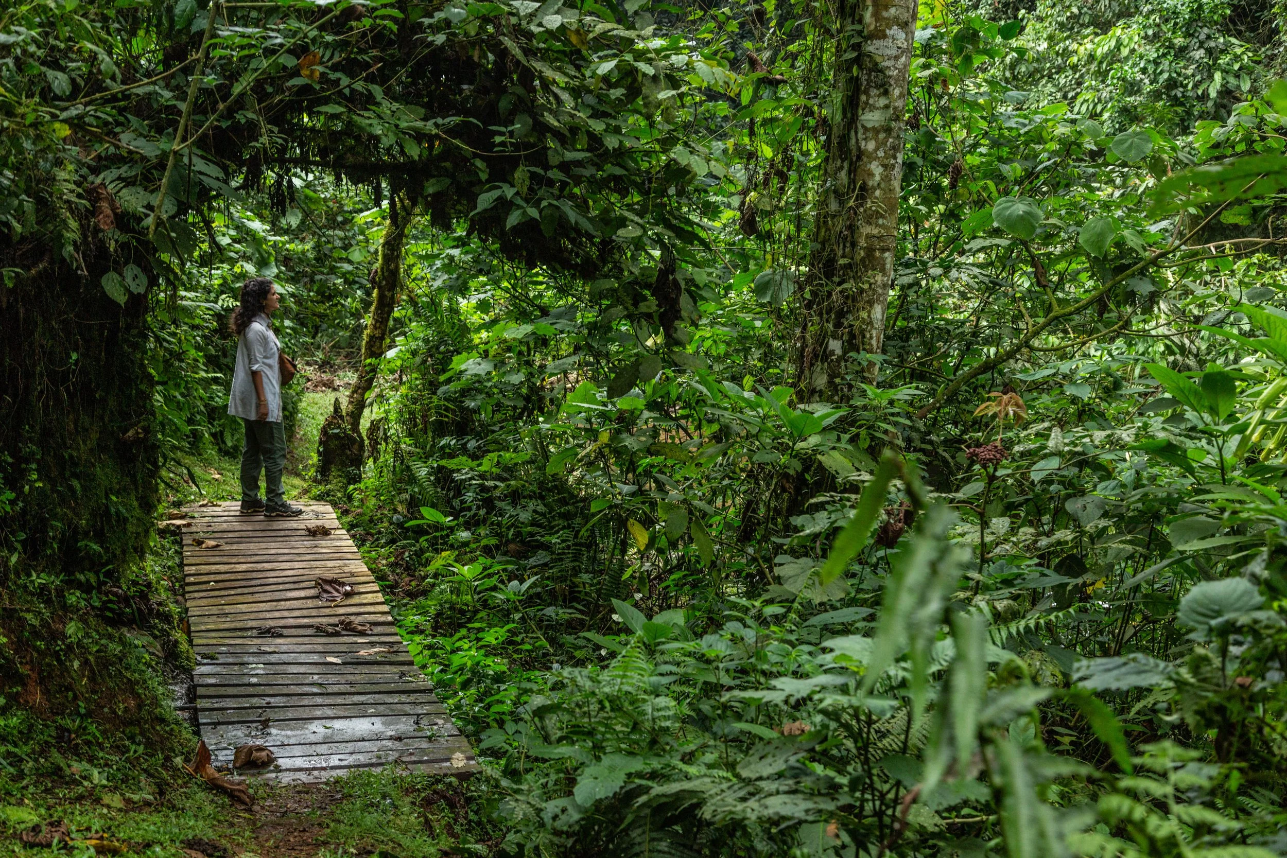A person standing on a wooden bridge in the middle of a dense green rainforest.
