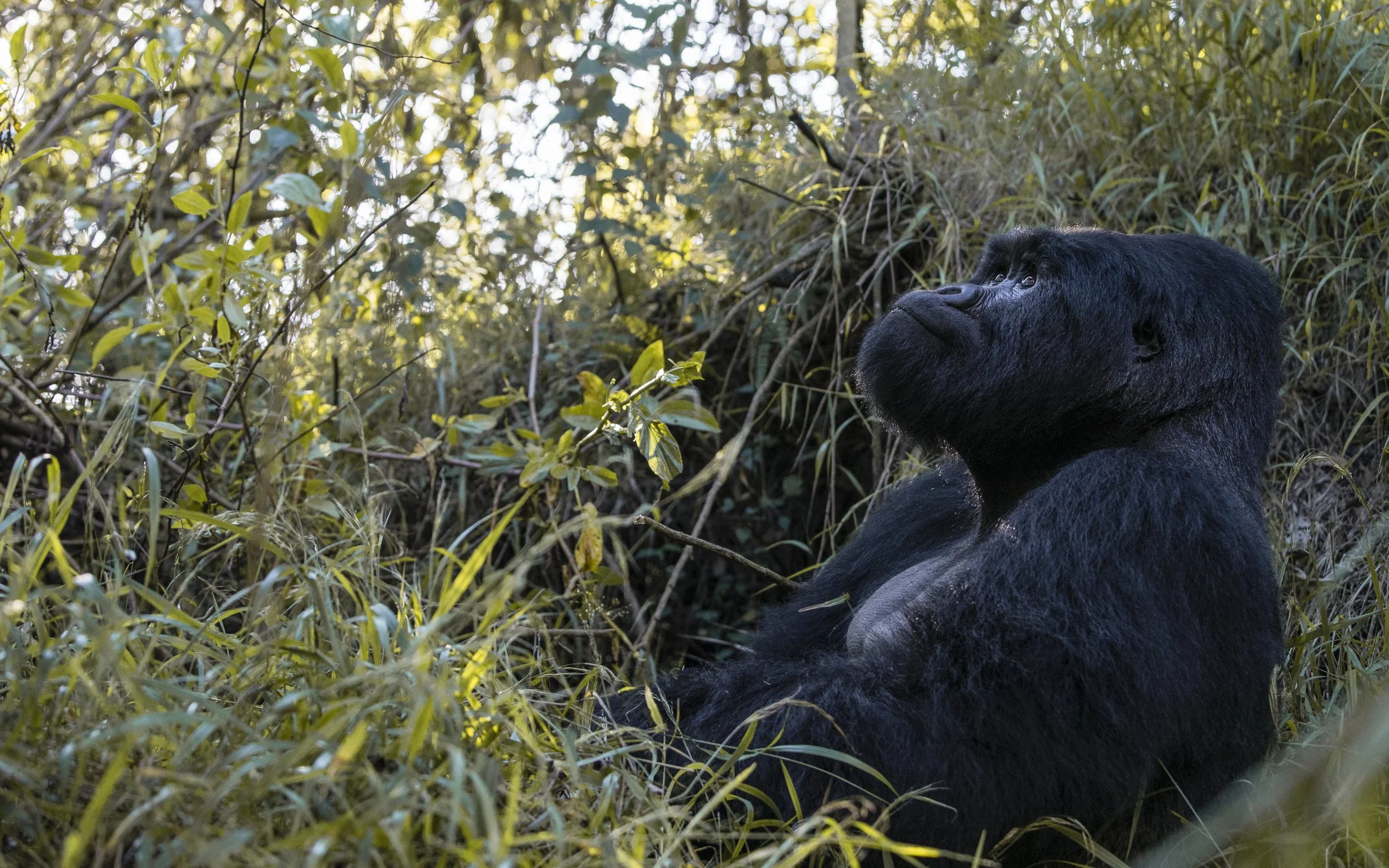 A large black gorilla sitting among green foliage in a jungle setting, gazing thoughtfully into the distance.