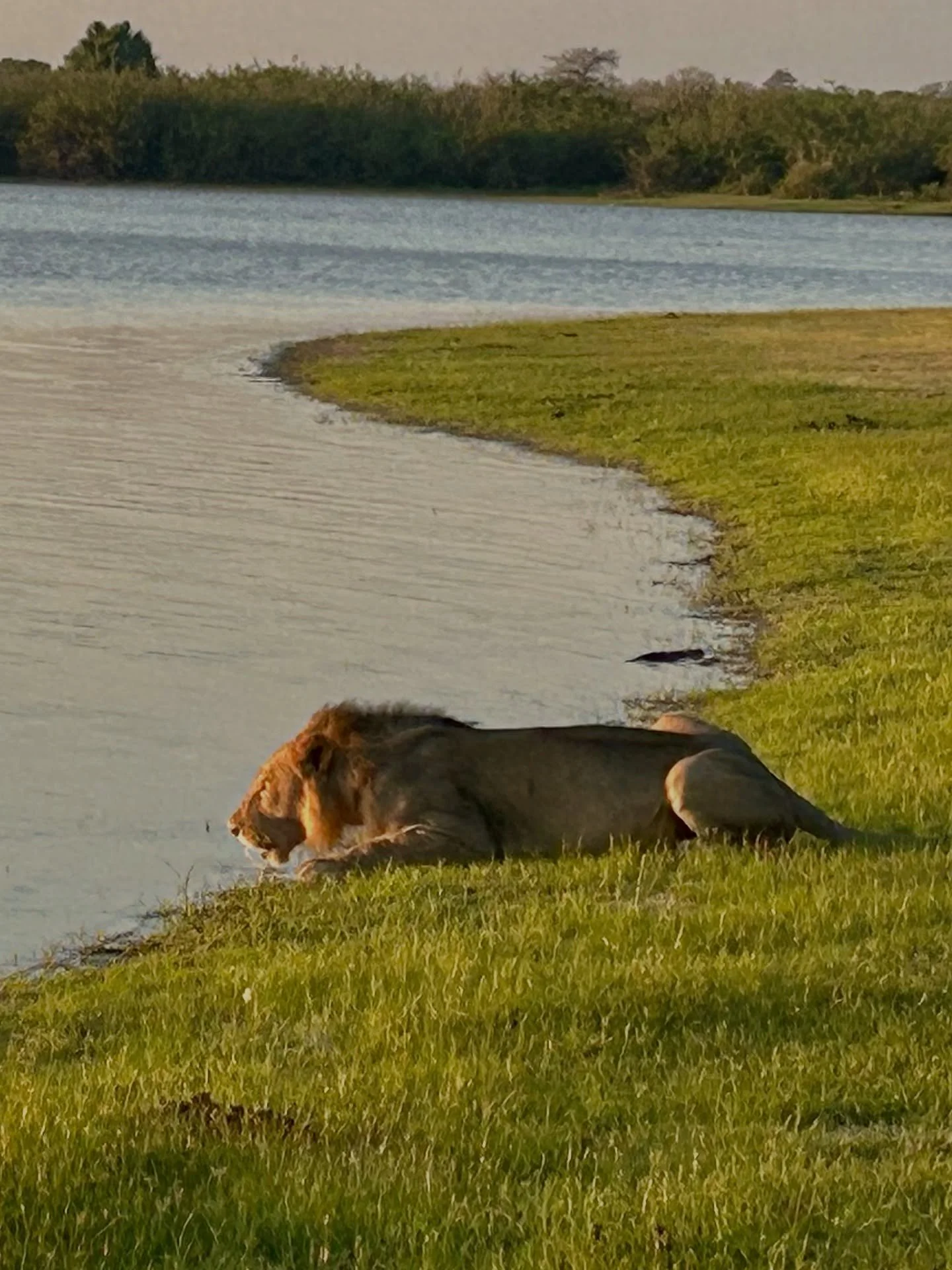 Not for the faint hearted - a night out fly camping from the gorgeous Sand Rivers Selous under a mosi net came with unexpected neighbours.  One of the joys of working for yourself in travel is that you can choose who you travel with and where and sha