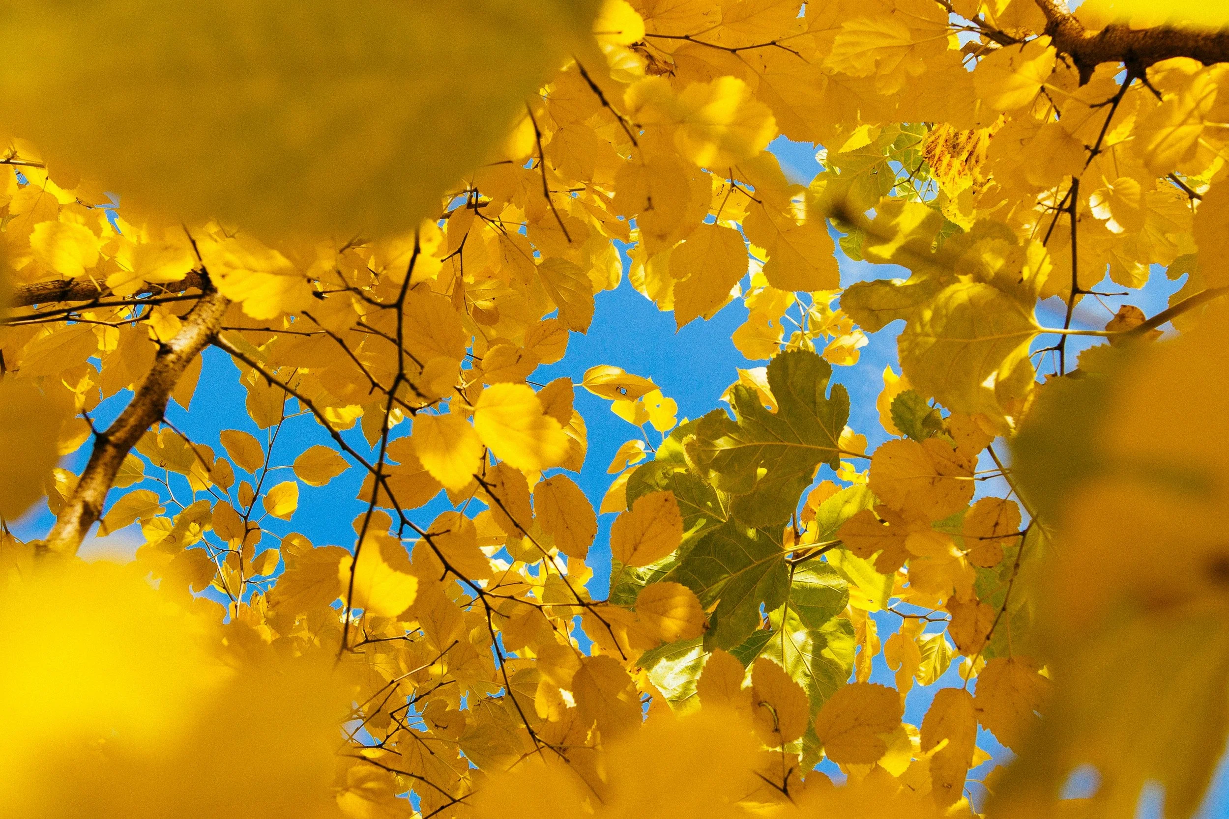 Feuilles d'automne jaunes et vertes vues du bas avec un ciel bleu en arrière-plan.