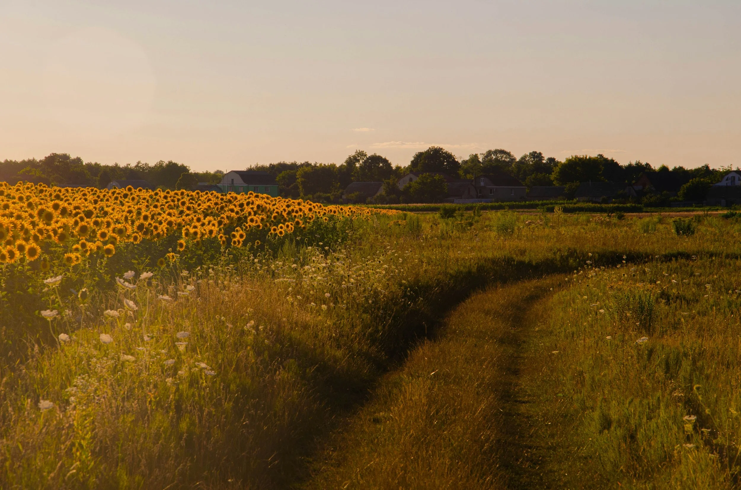 Champ de tournesols avec un chemin en terre, maisons en arrière-plan, sous un ciel en soirée.