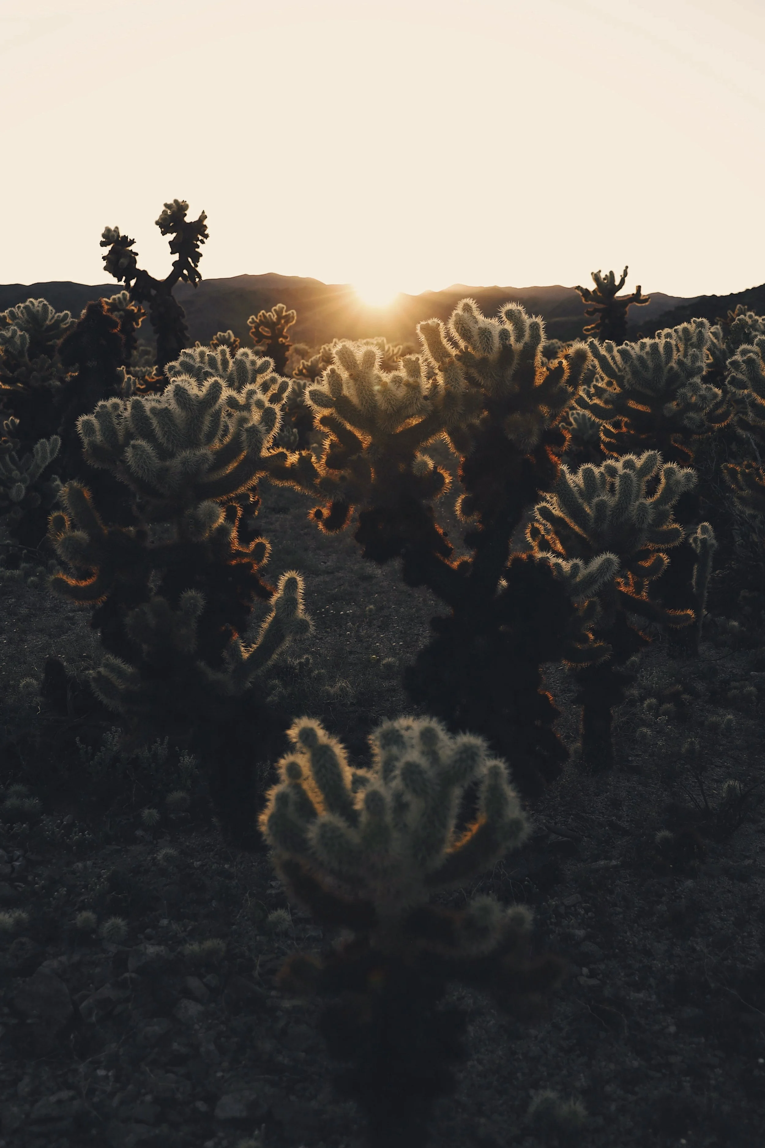 Sun setting behind desert mountains with cholla cacti silhouette in the foreground