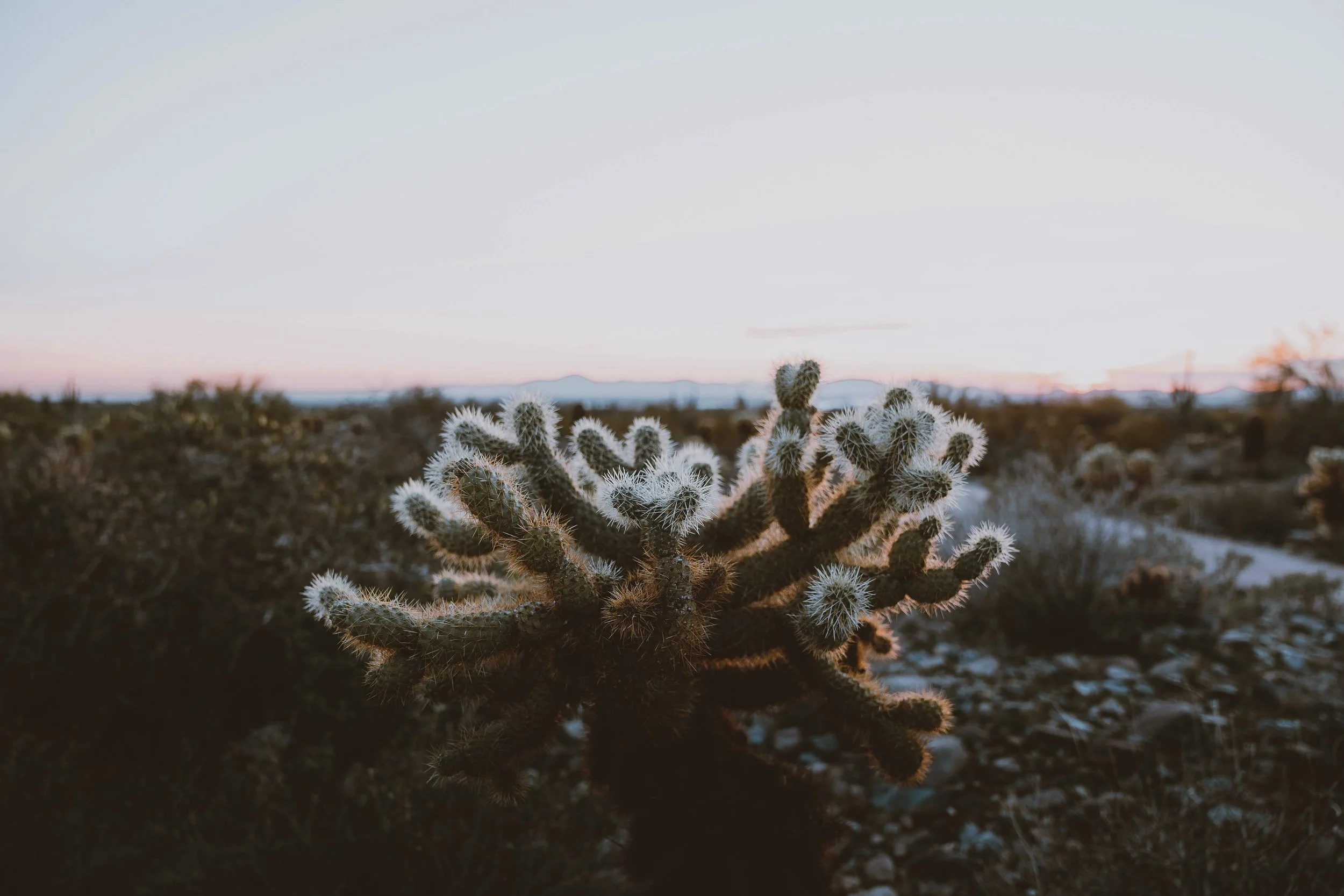 Cactus in a desert landscape at sunset with mountains in the distance.