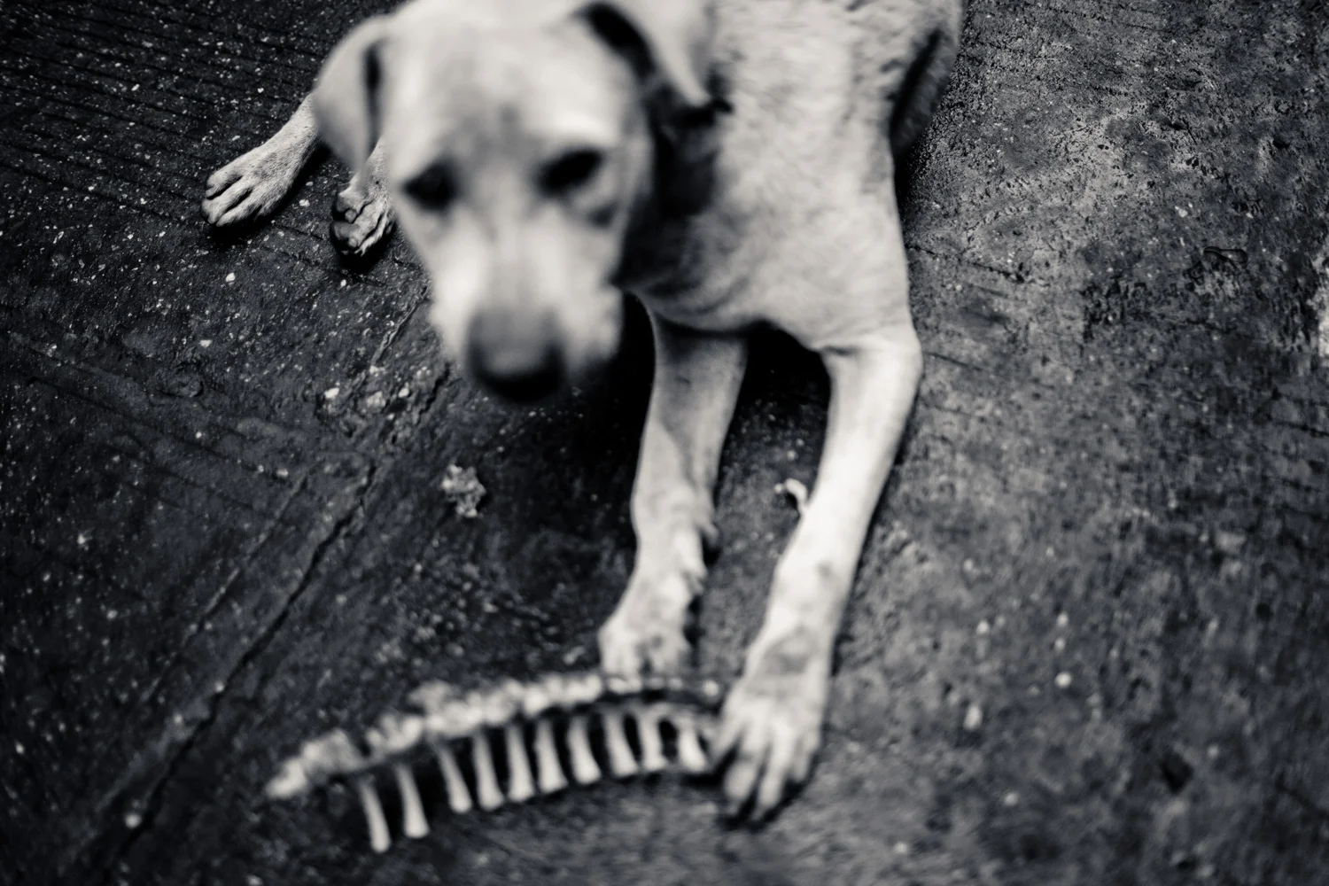 Dog and bone, Yangon