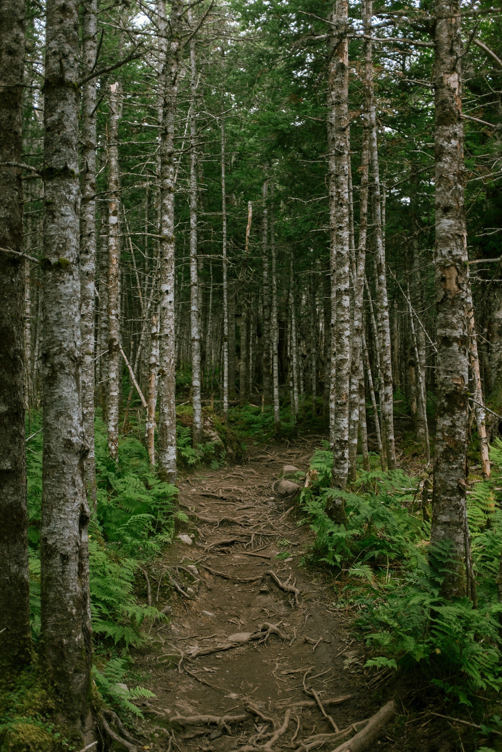 A dirt trail through a dense forest with tall, thin trees and green ferns along the ground.
