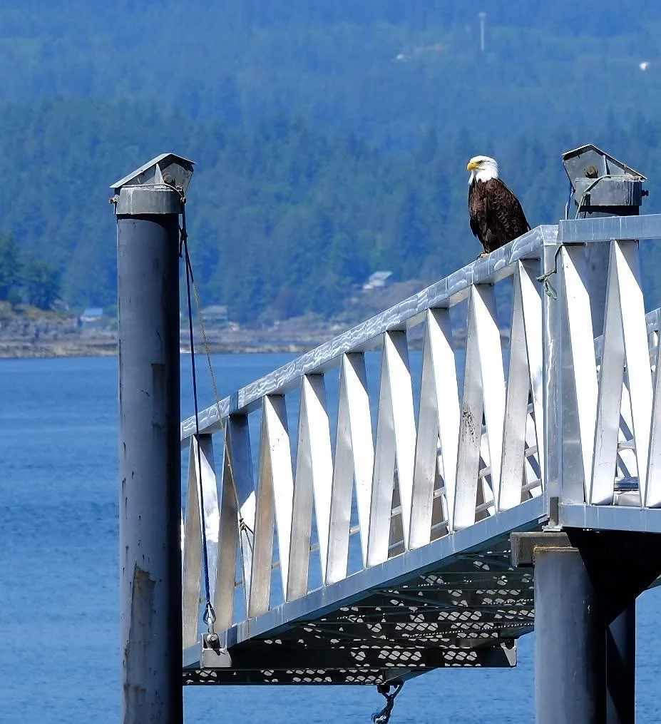 An eagle sitting on a metal dock railing by a body of water with a mountainous landscape in the background.