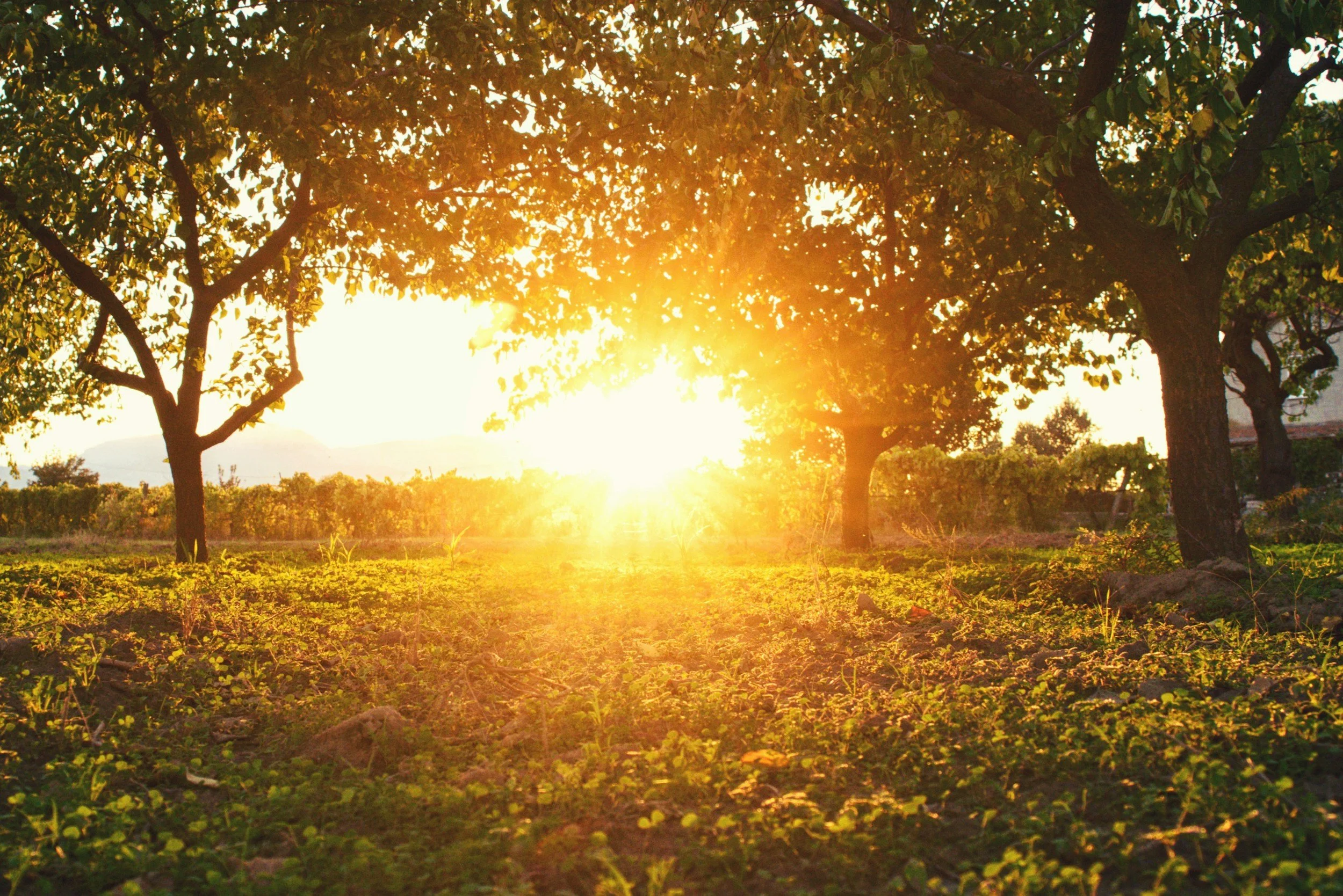 Sunset shining through trees in a green field.