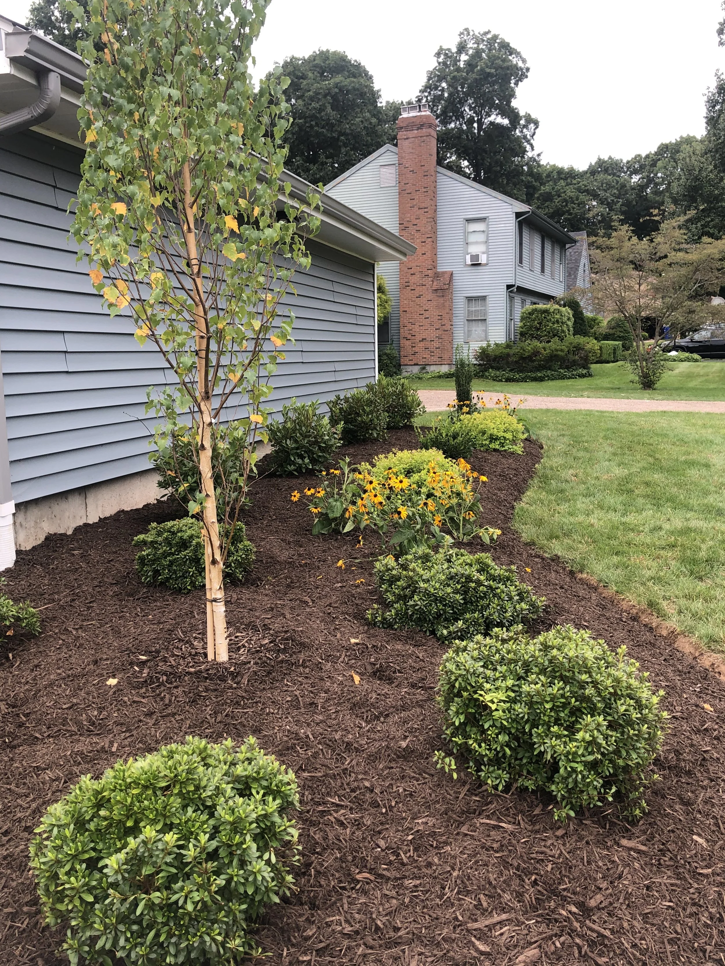 A landscaped garden with a young tree, yellow flowers, and manicured shrubs beside a blue house with horizontal siding, a brick chimney, and a lawn.