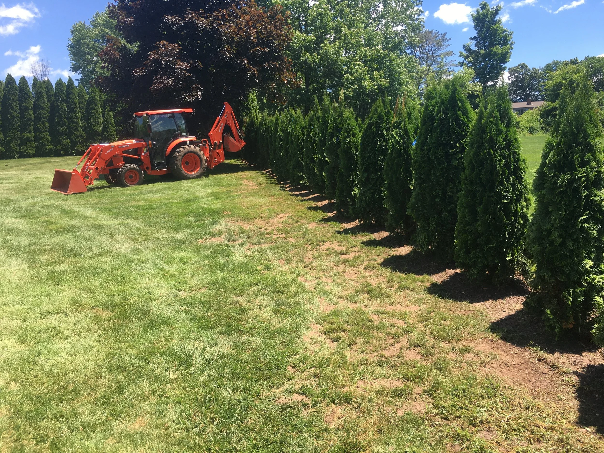 A red tractor with a front loader attachment is plowing a line of arborvitea