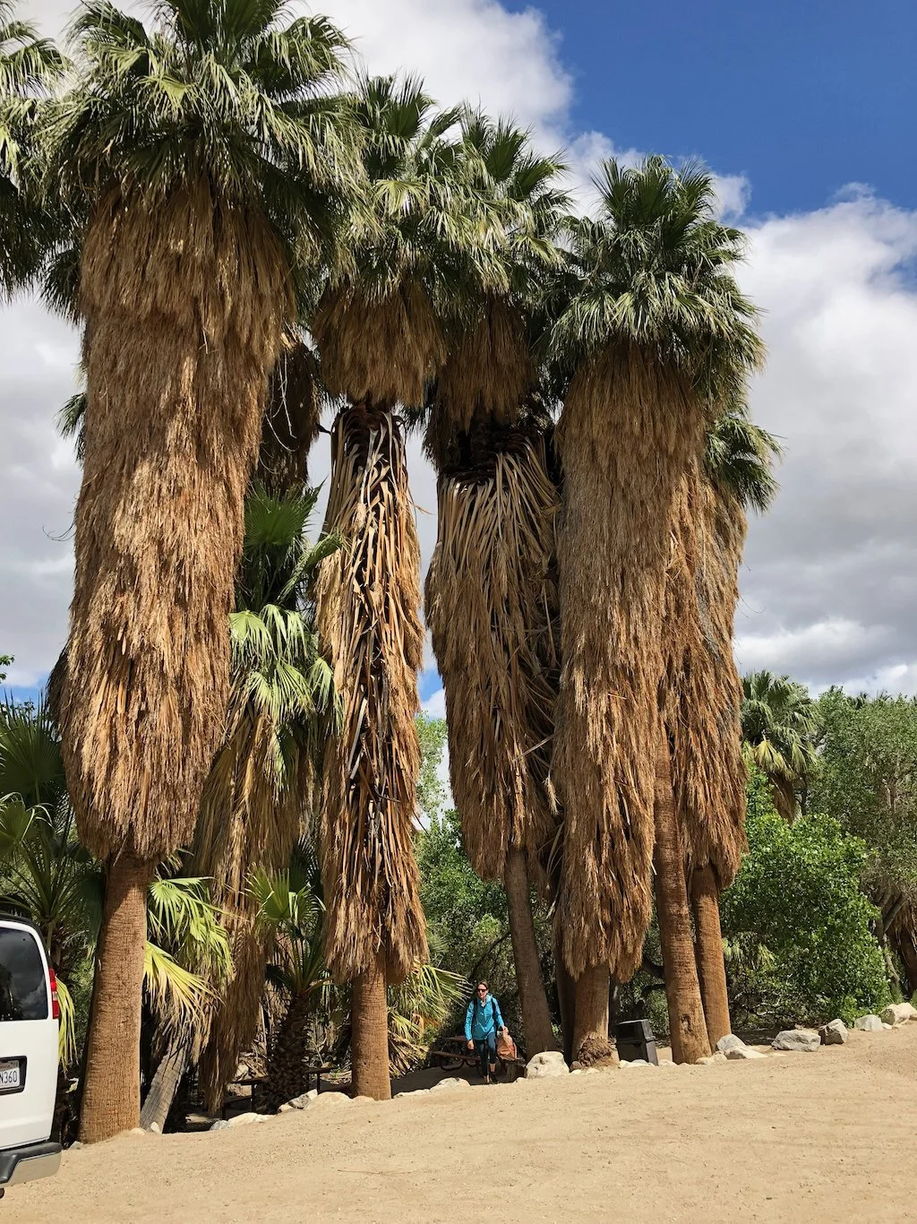 Tall palm trees with brown, dried fronds and green foliage on a sandy trail, with a woman in a blue jacket walking in the background and a partly cloudy sky overhead.