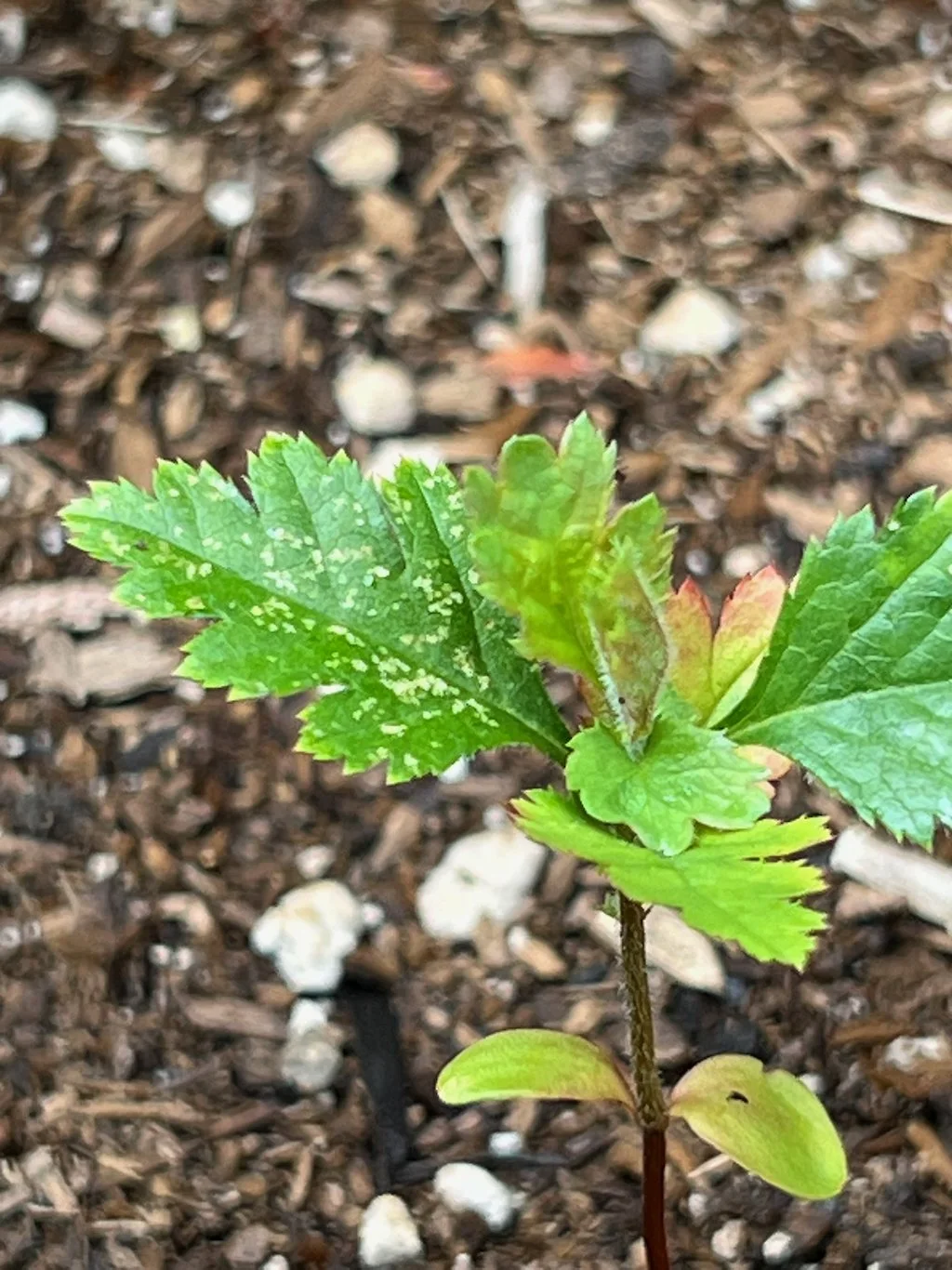 Close-up of a young hawthorn tree with light green, serrated leaves, growing in dark soil with small white stones.