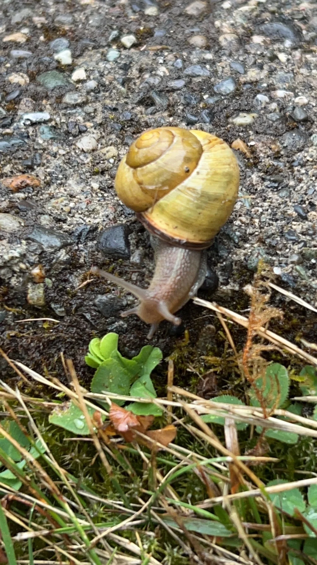 A snail with a yellowish shell moving on the ground surrounded by grass, small plants, and small rocks.