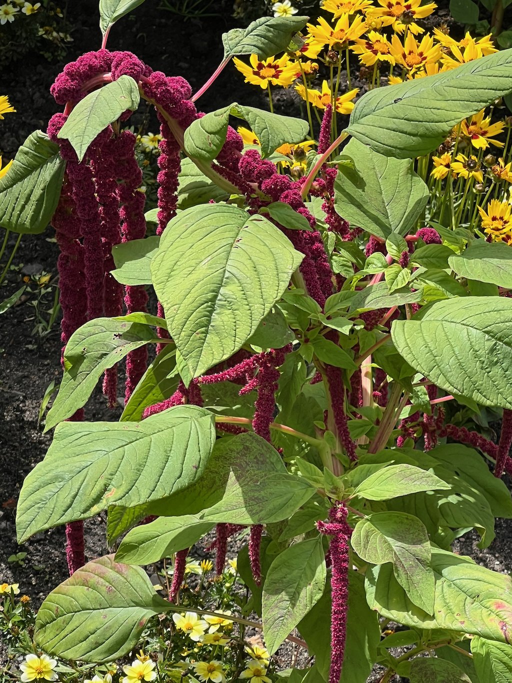 Close-up of a garden plant with green leaves and elongated, fuzzy, dark red flower clusters, surrounded by small yellow flowers with dark centers.