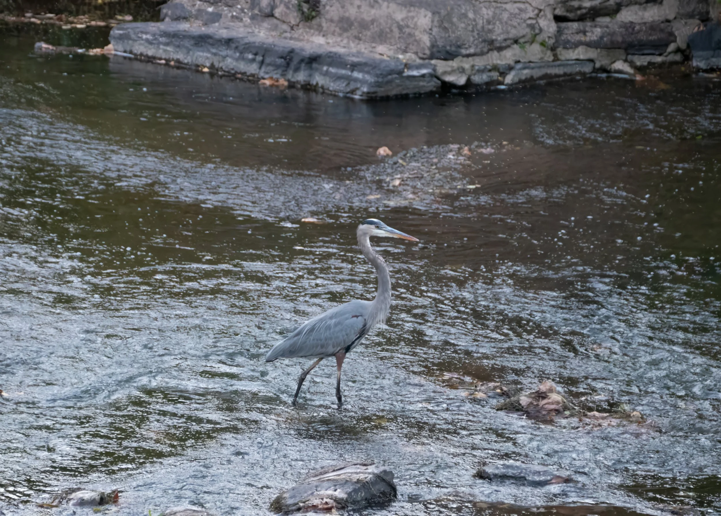 A heron wading in the South Branch Raritan River with rocks and a rocky bank in the background.