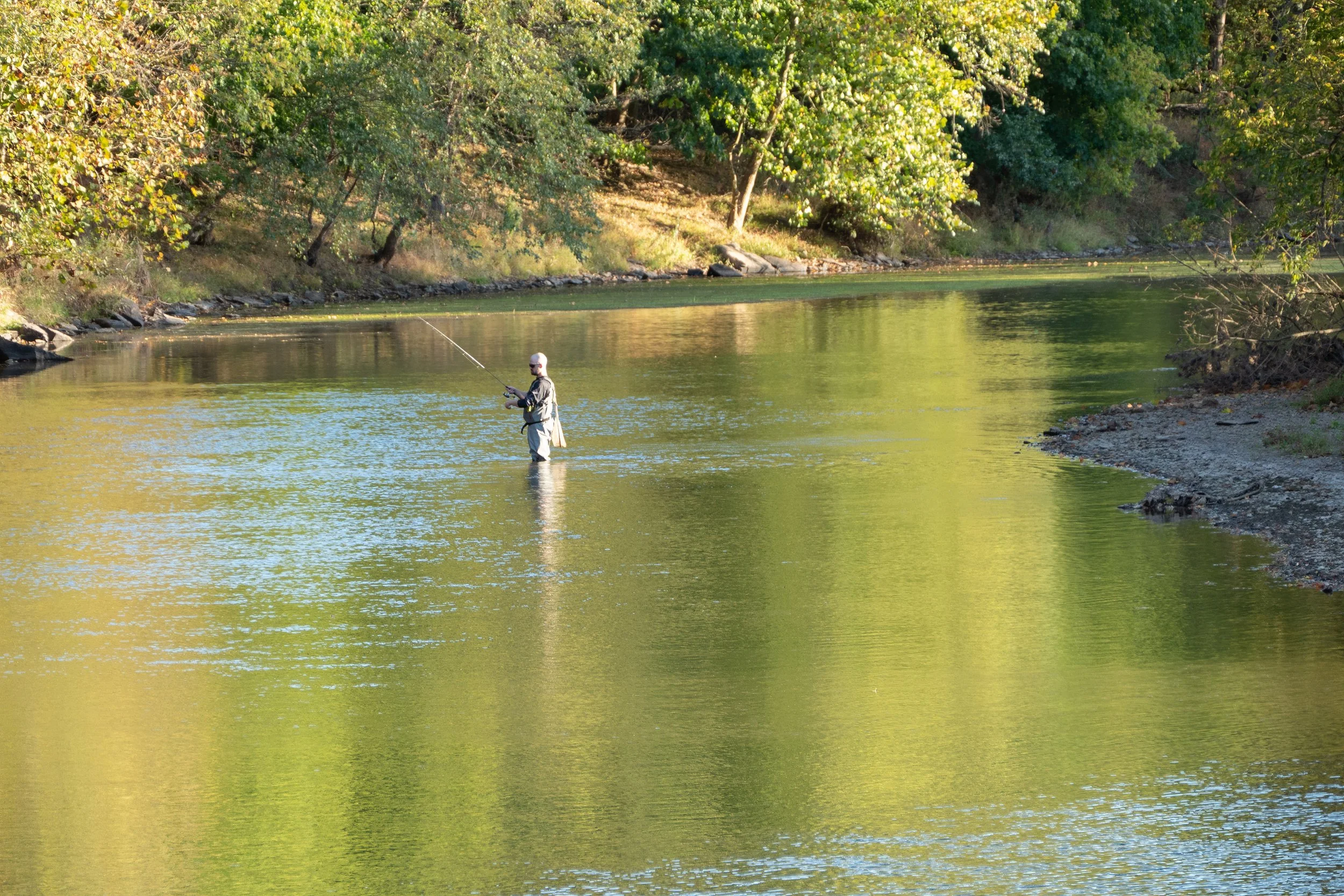 A person standing in the South Branch Raritan River fly fishing, surrounded by trees with green foliage.