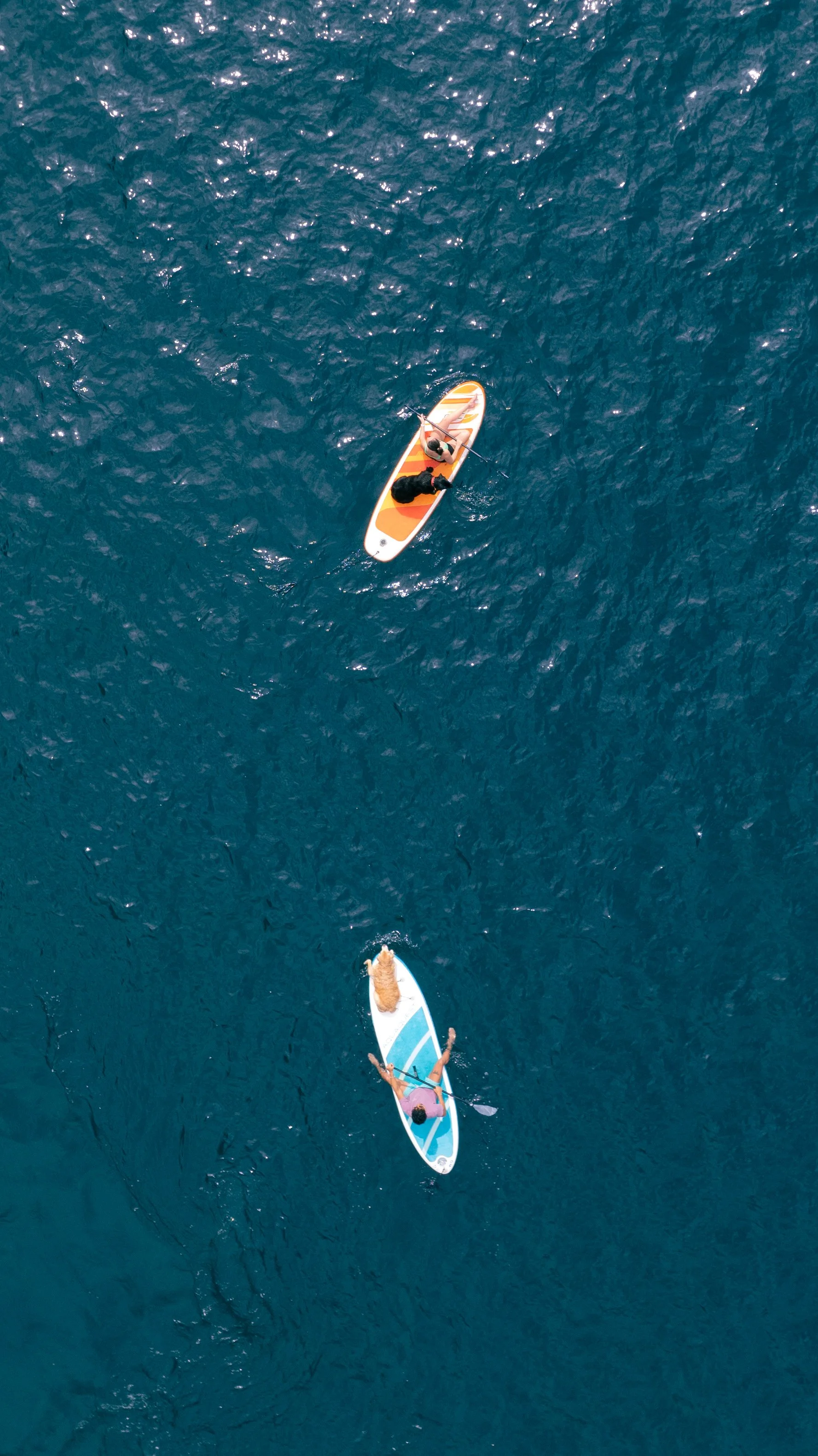 Aerial view of three paddleboarders on a calm blue body of water, each with a dog on their board.