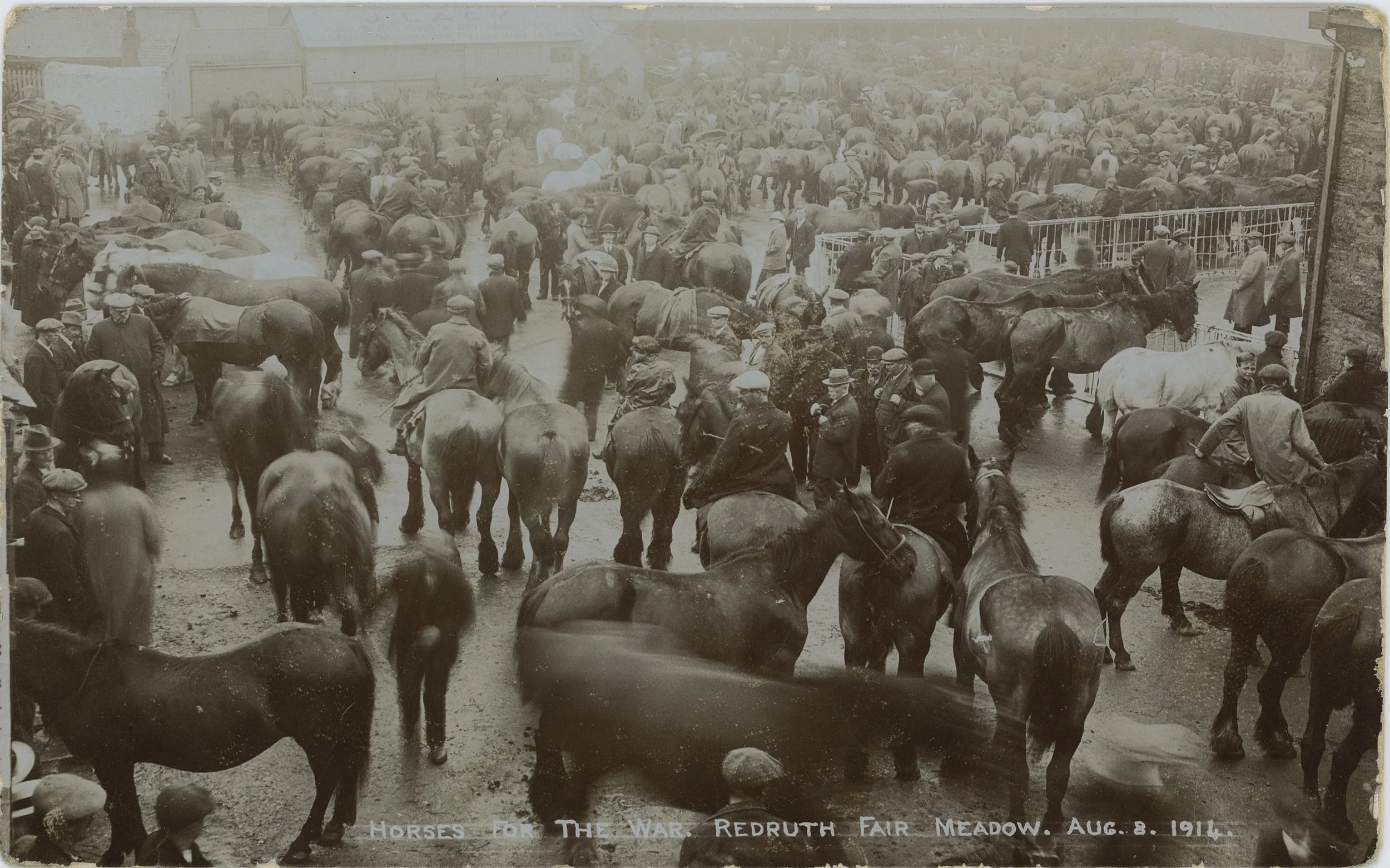 Historic black and white photograph of a large crowd of people and horses gathered outdoors. The event appears to be a fair or exhibition, with many individuals wearing hats and coats. The setting includes some buildings and a fence in the background. The caption at the bottom reads: "Horses for the War Redruth Fair Meadow. Aug. 8, 1914."