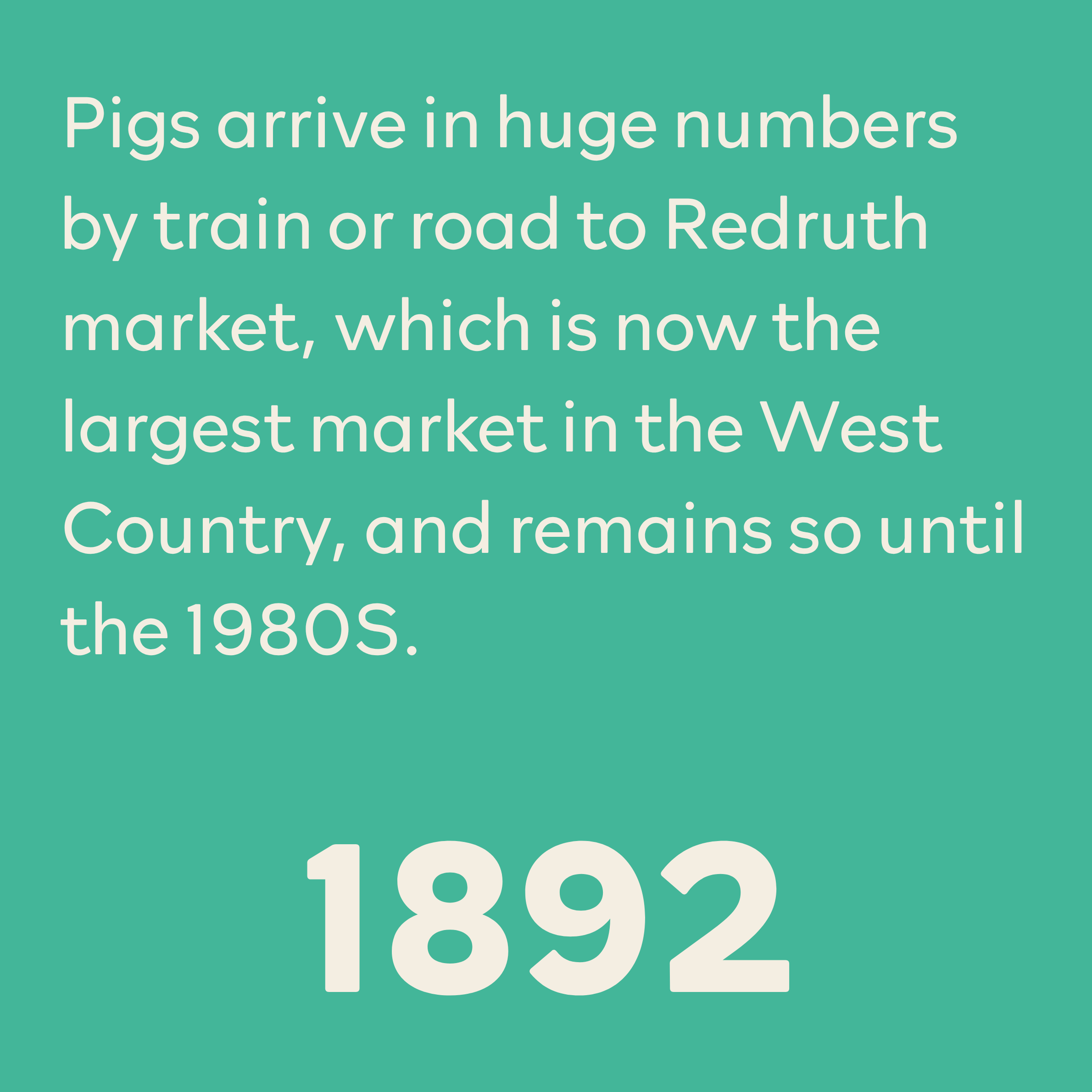 A turquoise background with white text indicating the arrival of pigs in large numbers via train or road to Redruth market, highlighting a historical context from the 1980s.