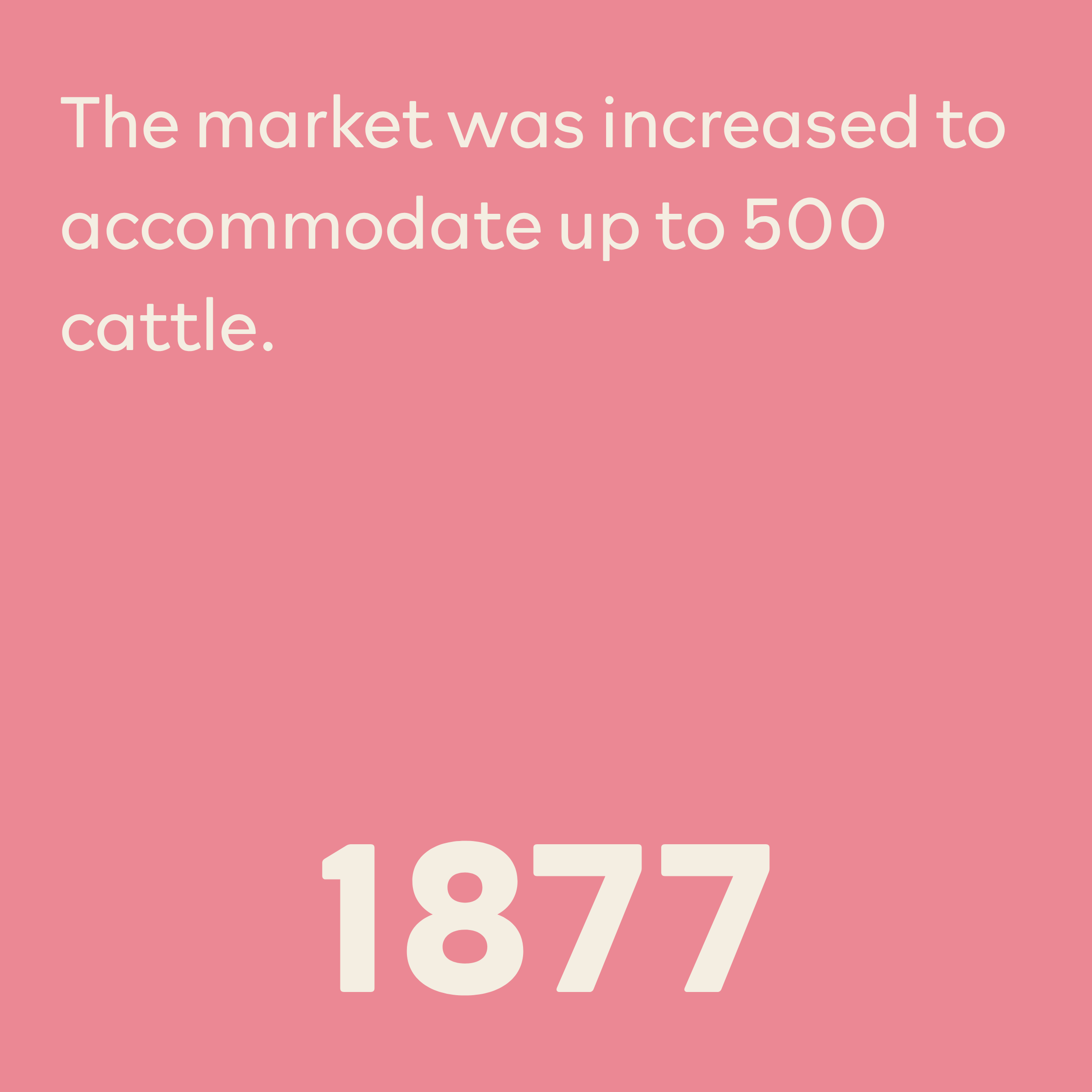 Close-up of a smartphone screen displaying a message about an increase in the cattle market capacity, with pink background and partially visible numbers at the bottom.