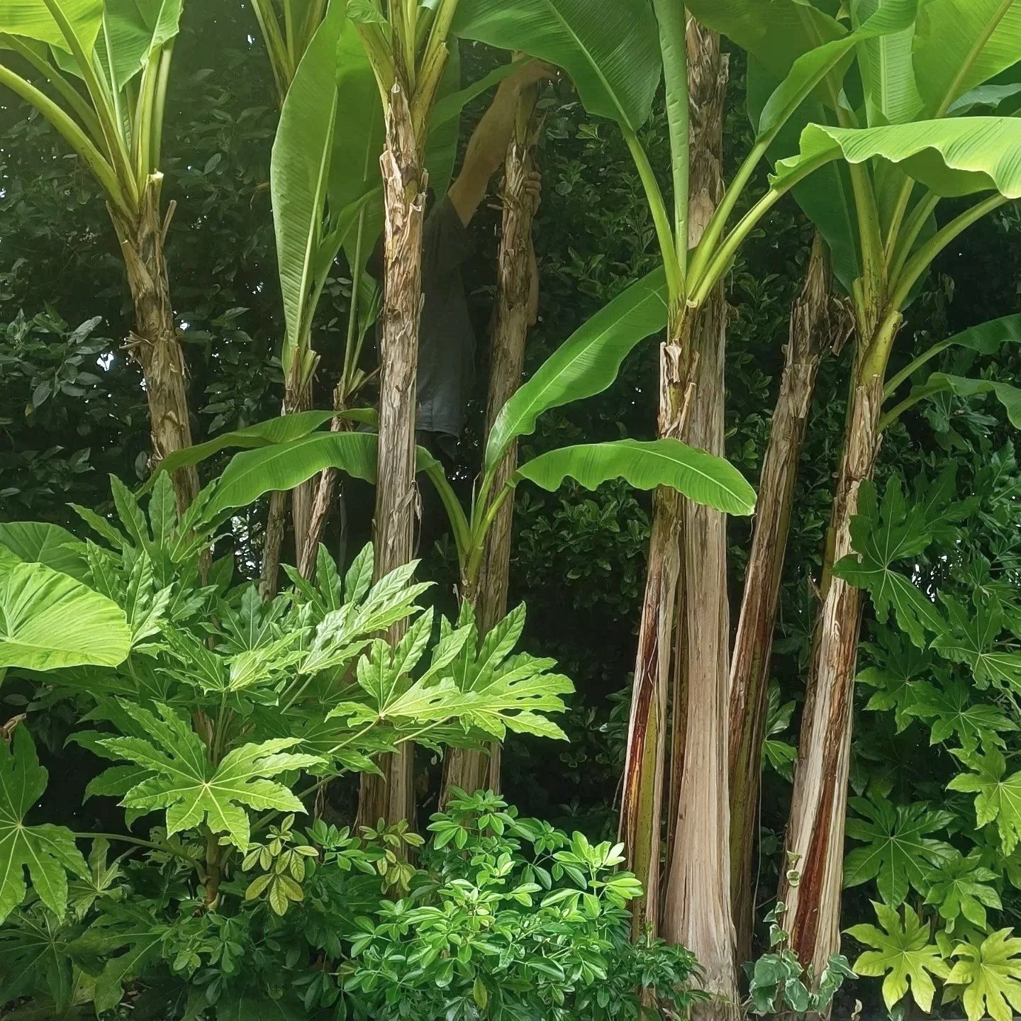 Les Gardeners Jardiniers Paysagistes Pays-basque Accompagnement