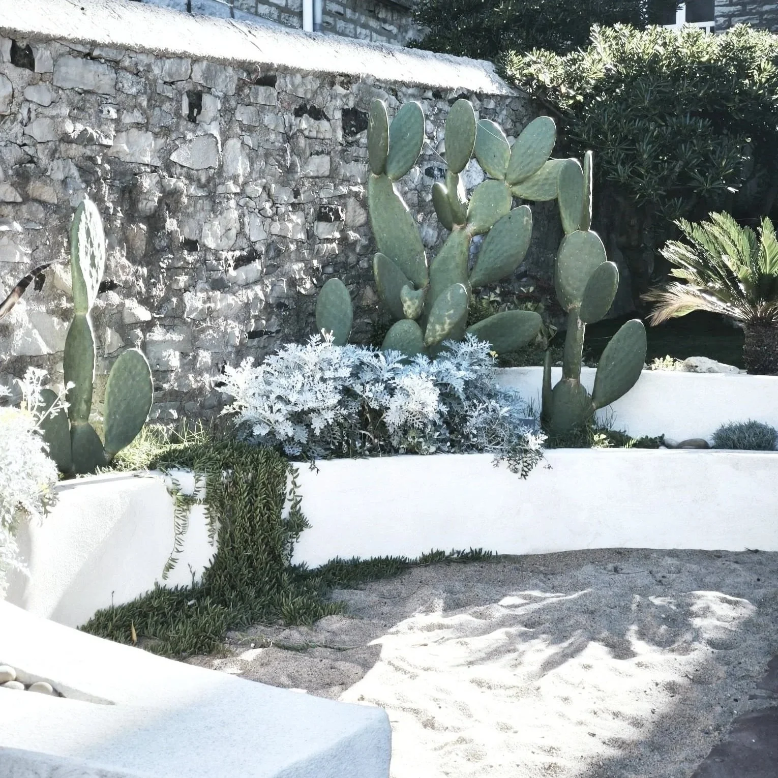 Miramar Cactus - Biarritz