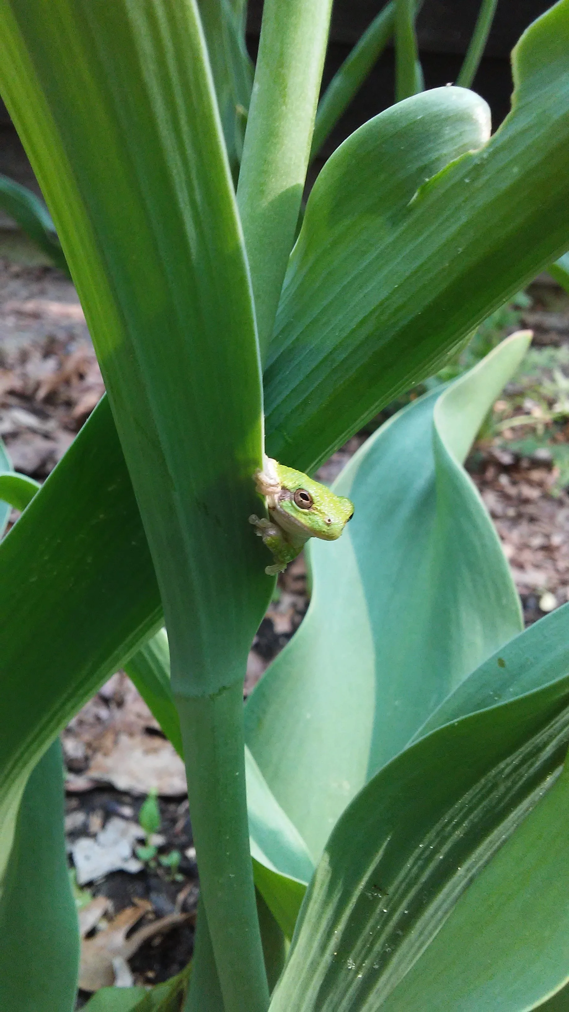 A small green chameleon peeking out from behind large green leaves of a plant.