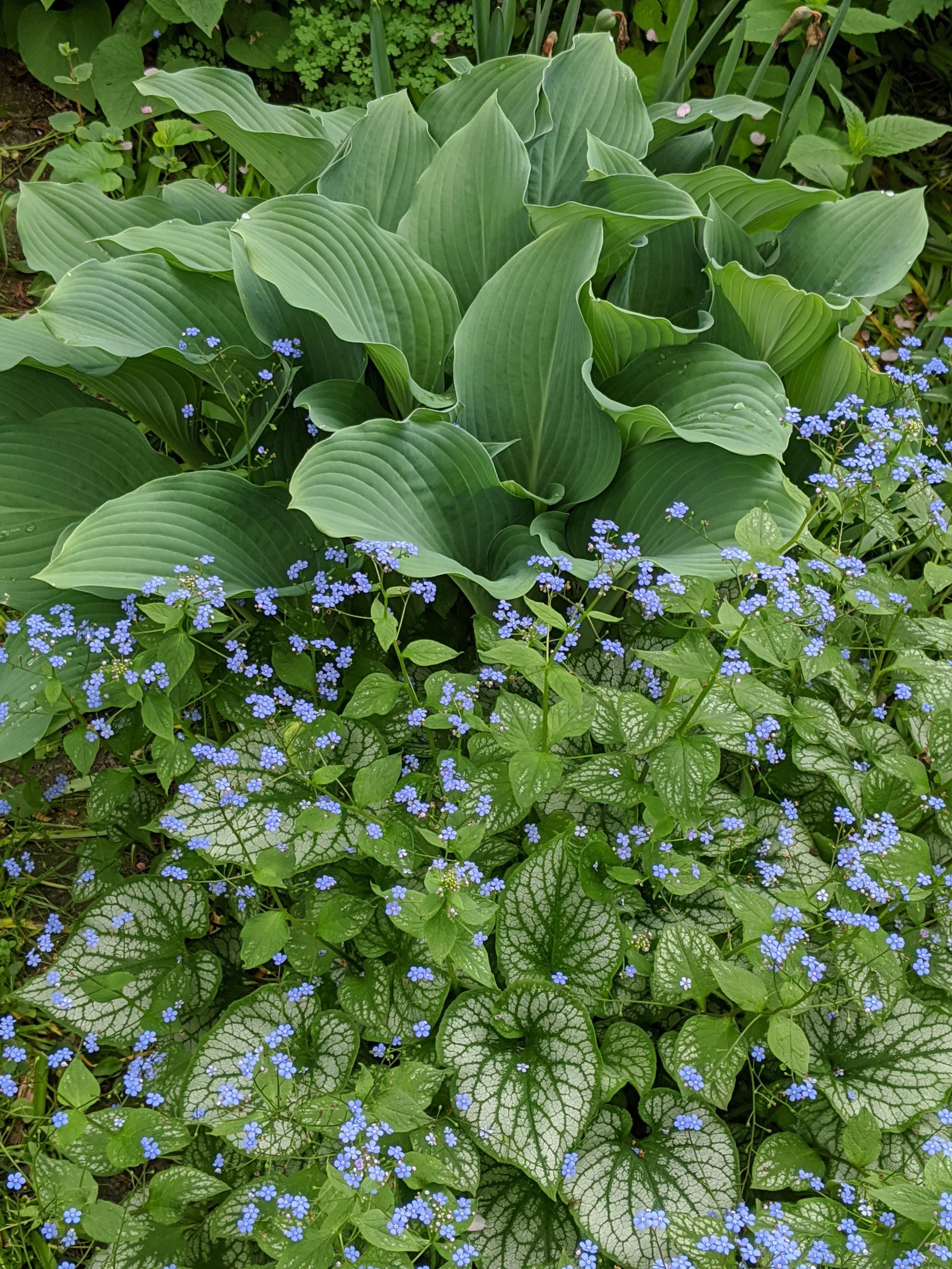 Close-up of green hosta leaves with prominent veins, surrounded by small blue forget-me-not flowers with heart-shaped leaves and silver-tinged veins.