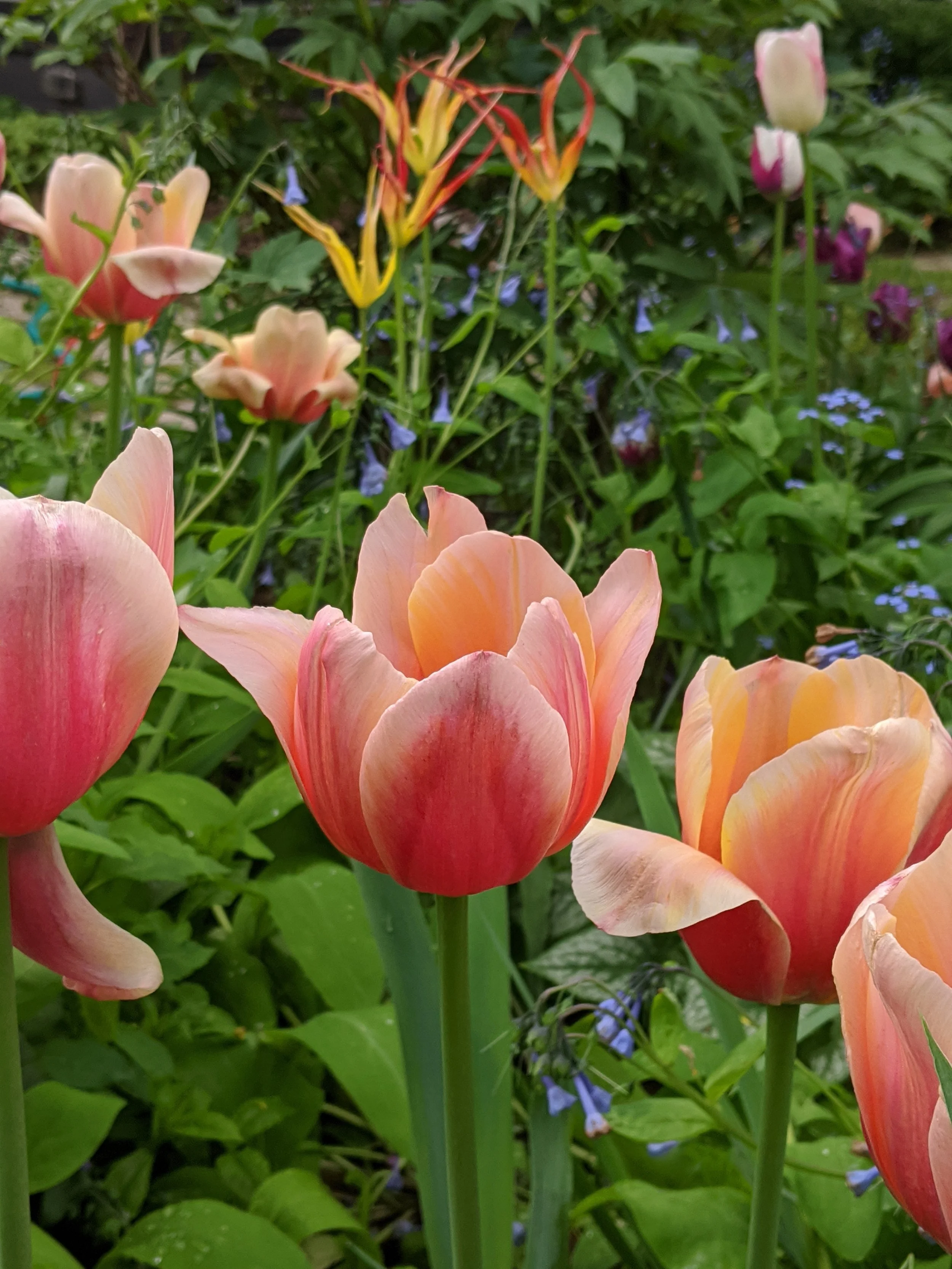 Close-up of pink and peach tulips with green leaves and blue flowers in the background.
