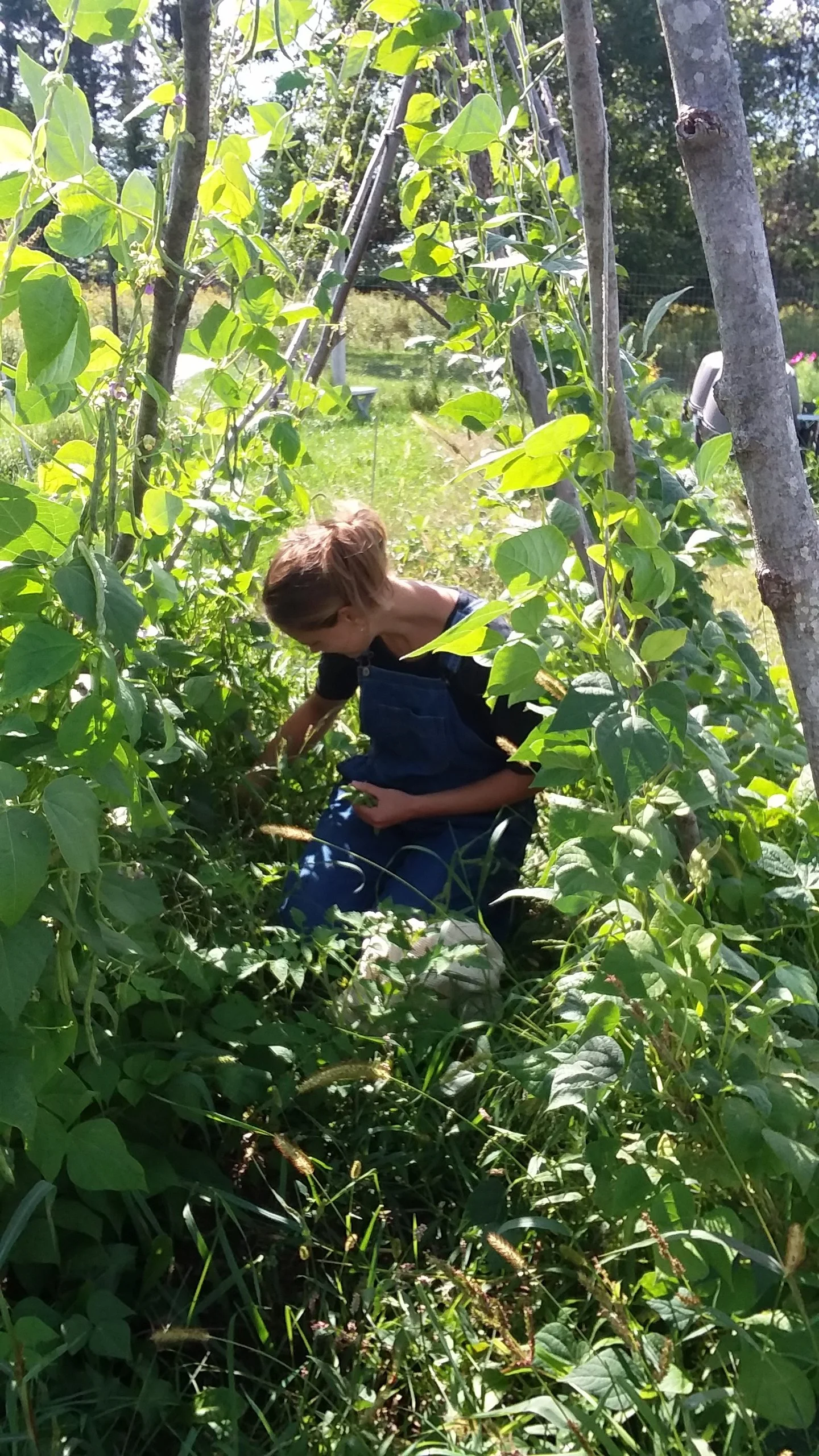 A person wearing overalls harvesting or tending to plants in a lush, green garden or farm with a pathway in the background.