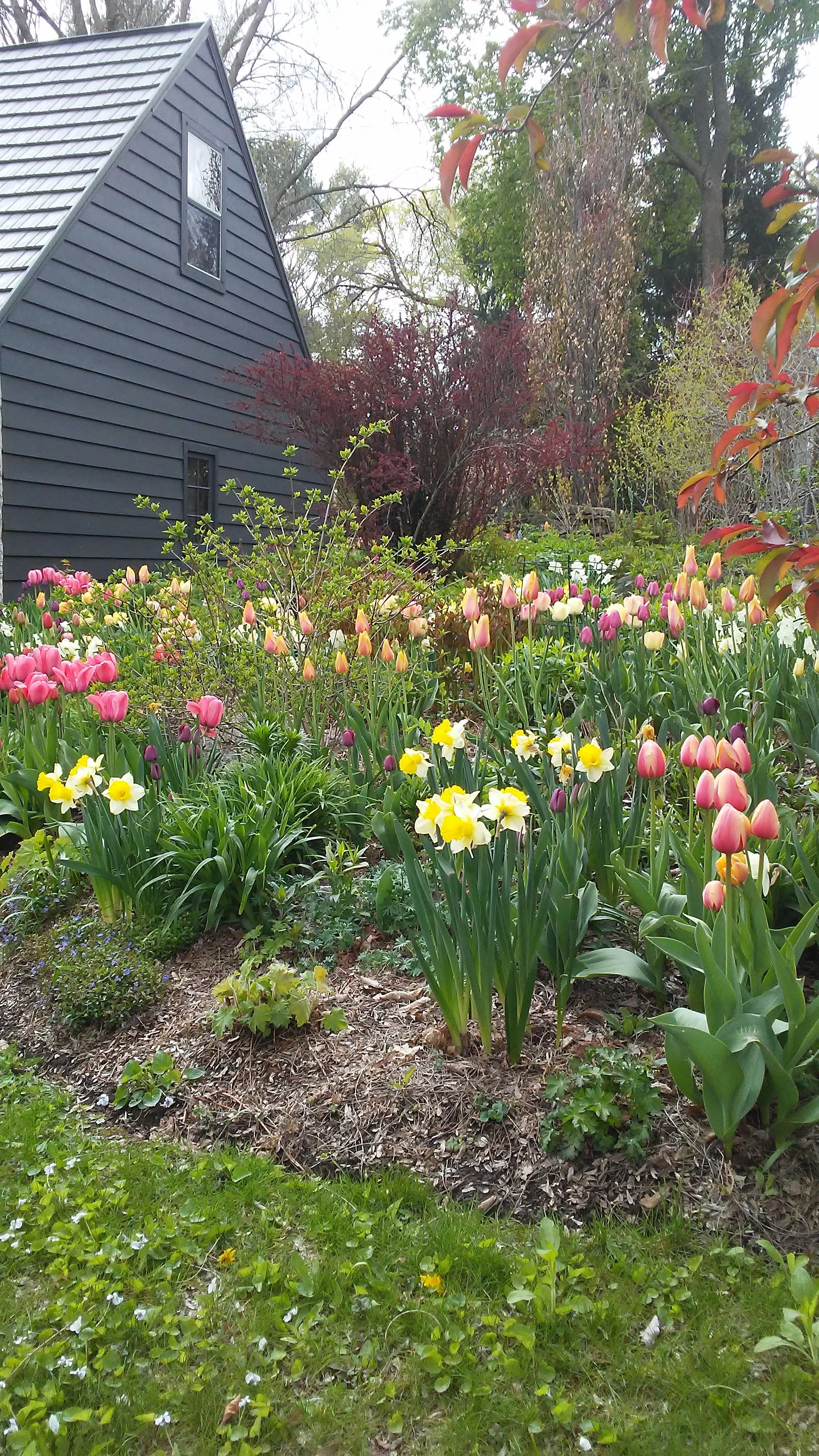 Colorful garden with tulips and daffodils in front of a blue house with grey siding.