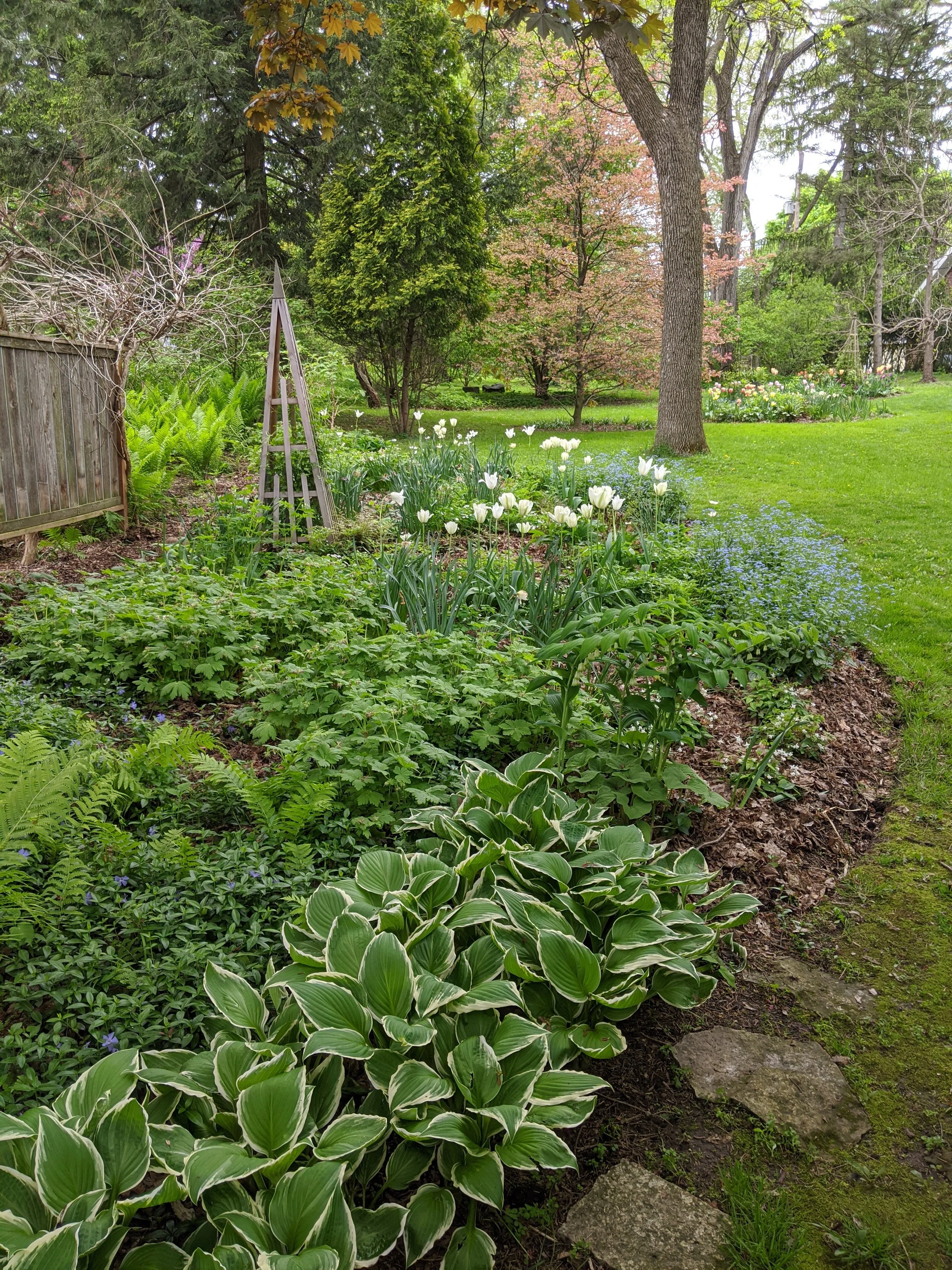 A lush garden with a variety of green plants, white tulips, and small purple flowers, surrounded by trees and a wooden fence in the background.