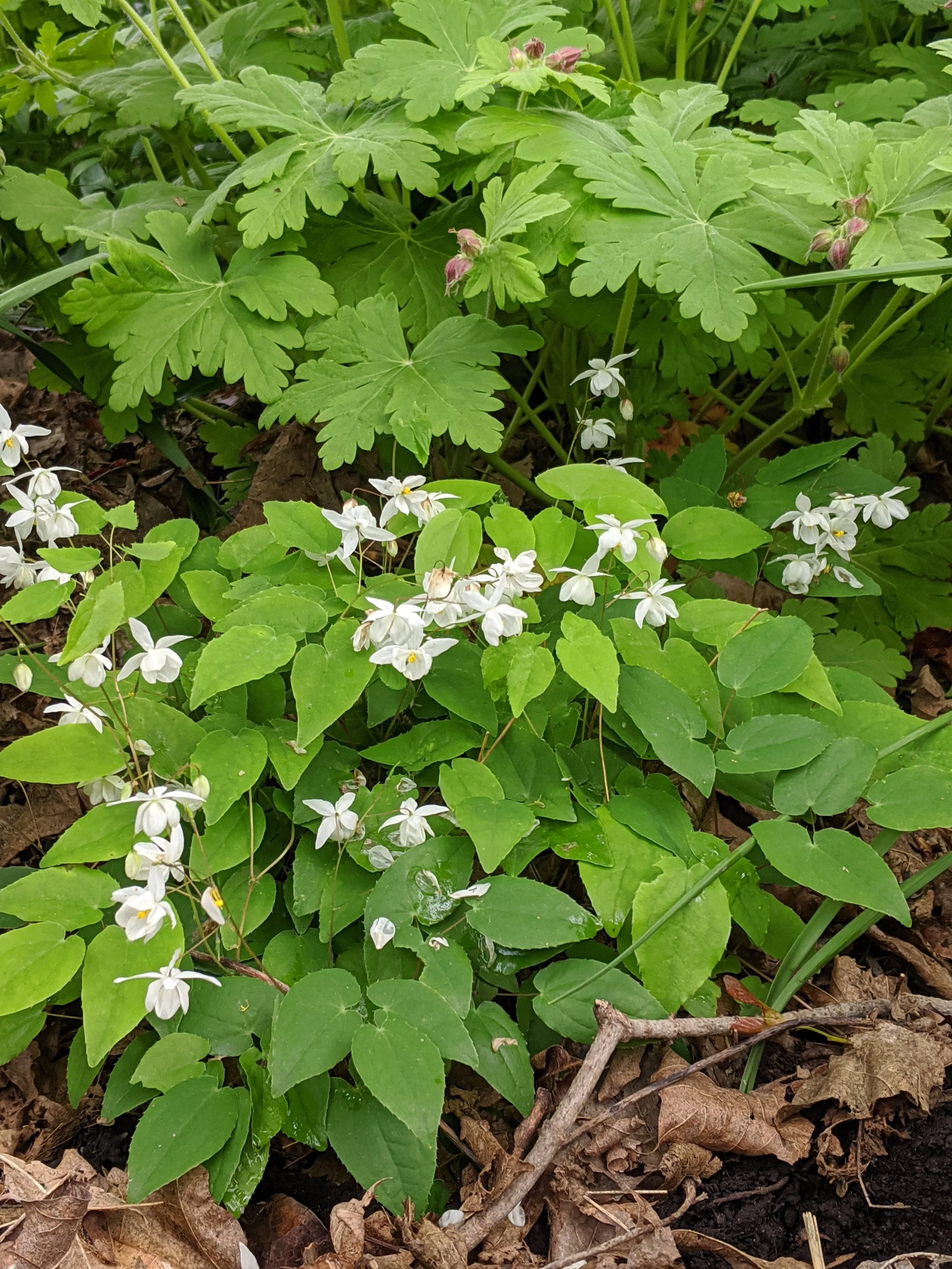 Green leafy plants with small white flowers growing in soil with fallen dry leaves.