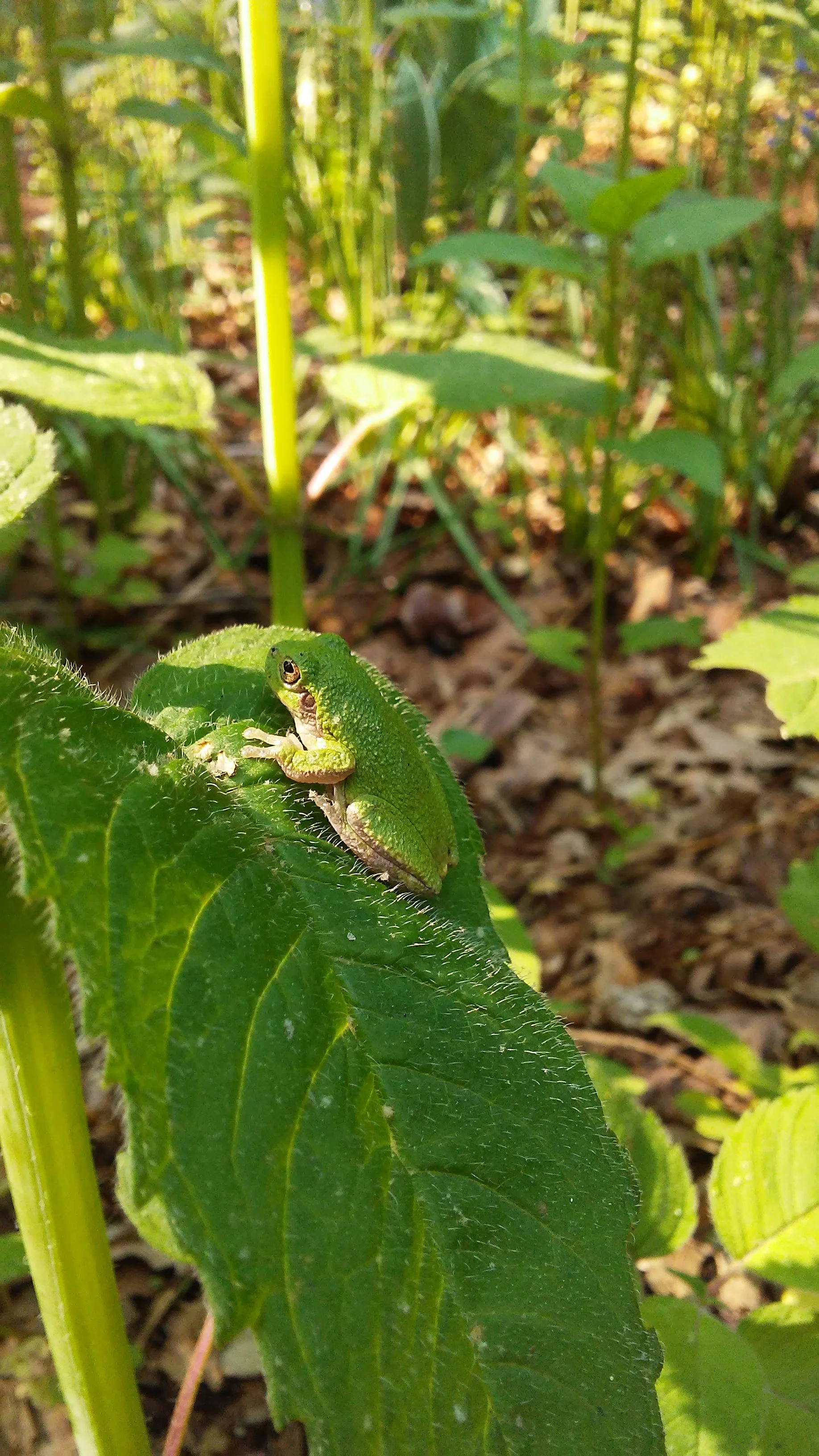 A small green frog sitting on a large green leaf among other green plants in a natural setting.