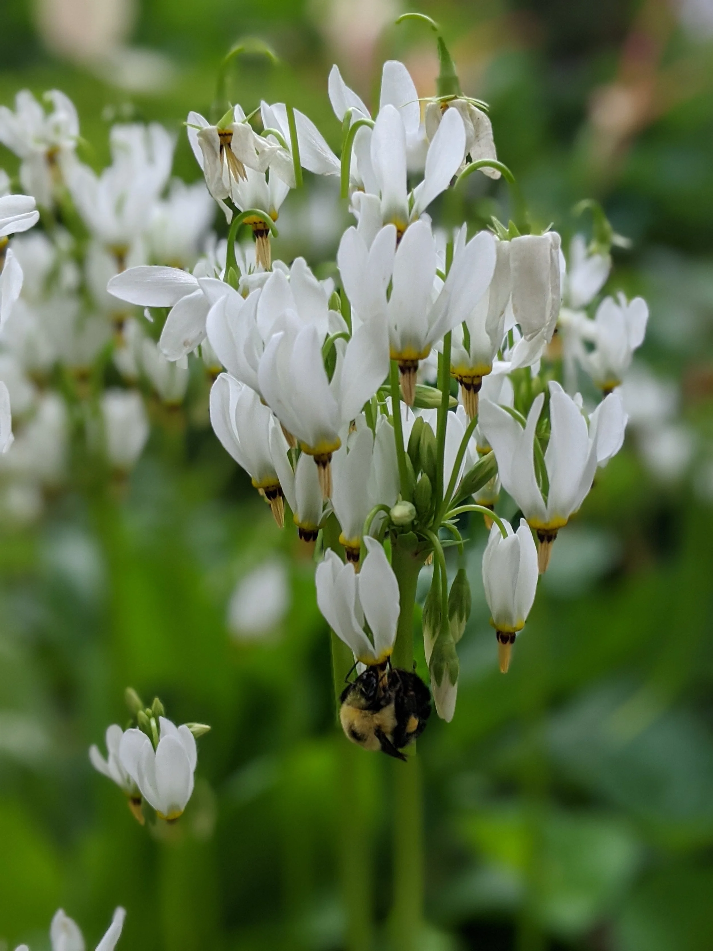 Close-up of white flowers with a bee collecting nectar.