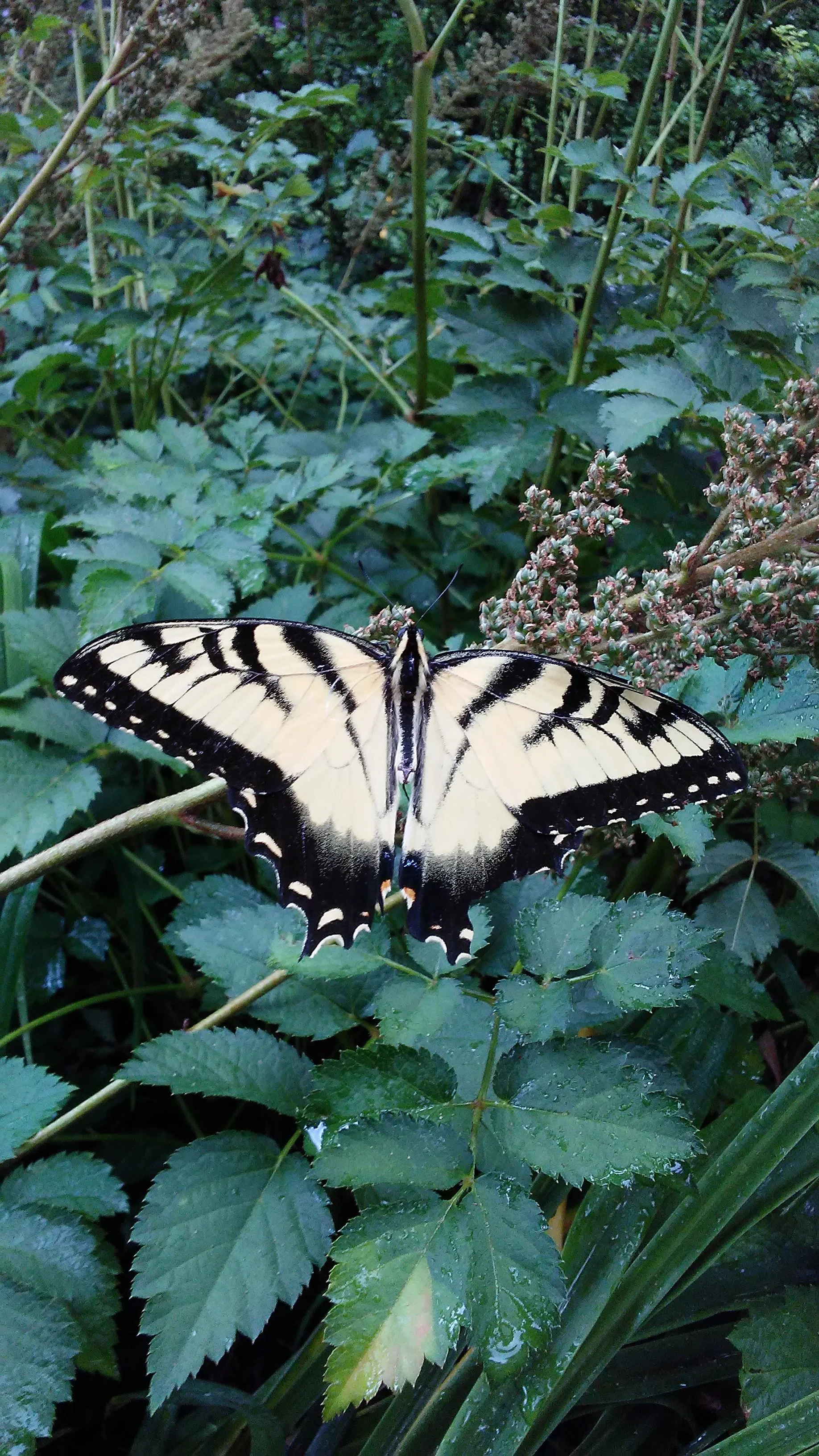A black and white butterfly resting on green leaves in a garden.