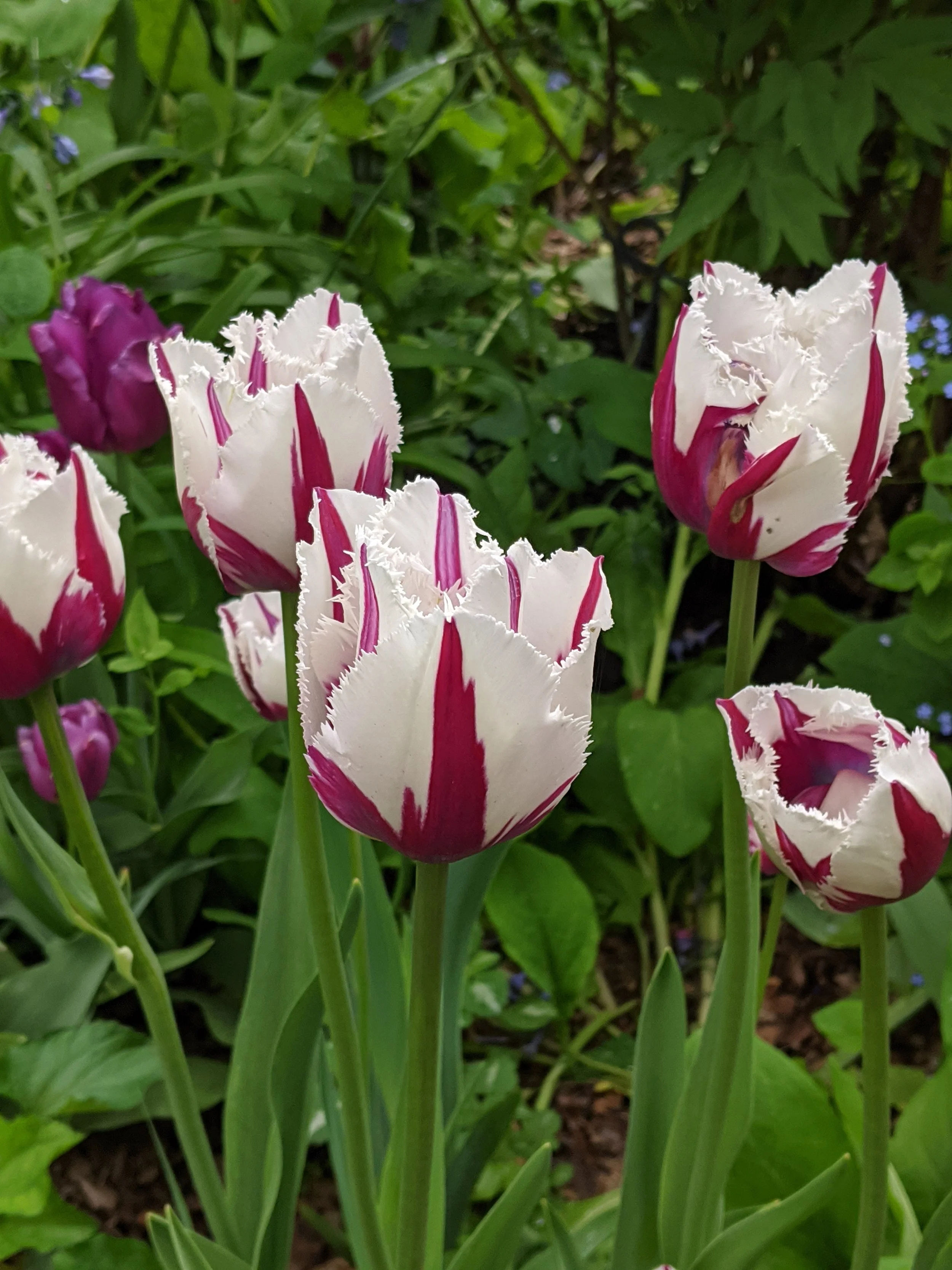 Close-up of white tulips with deep pink streaks and fringed petals in a garden setting.