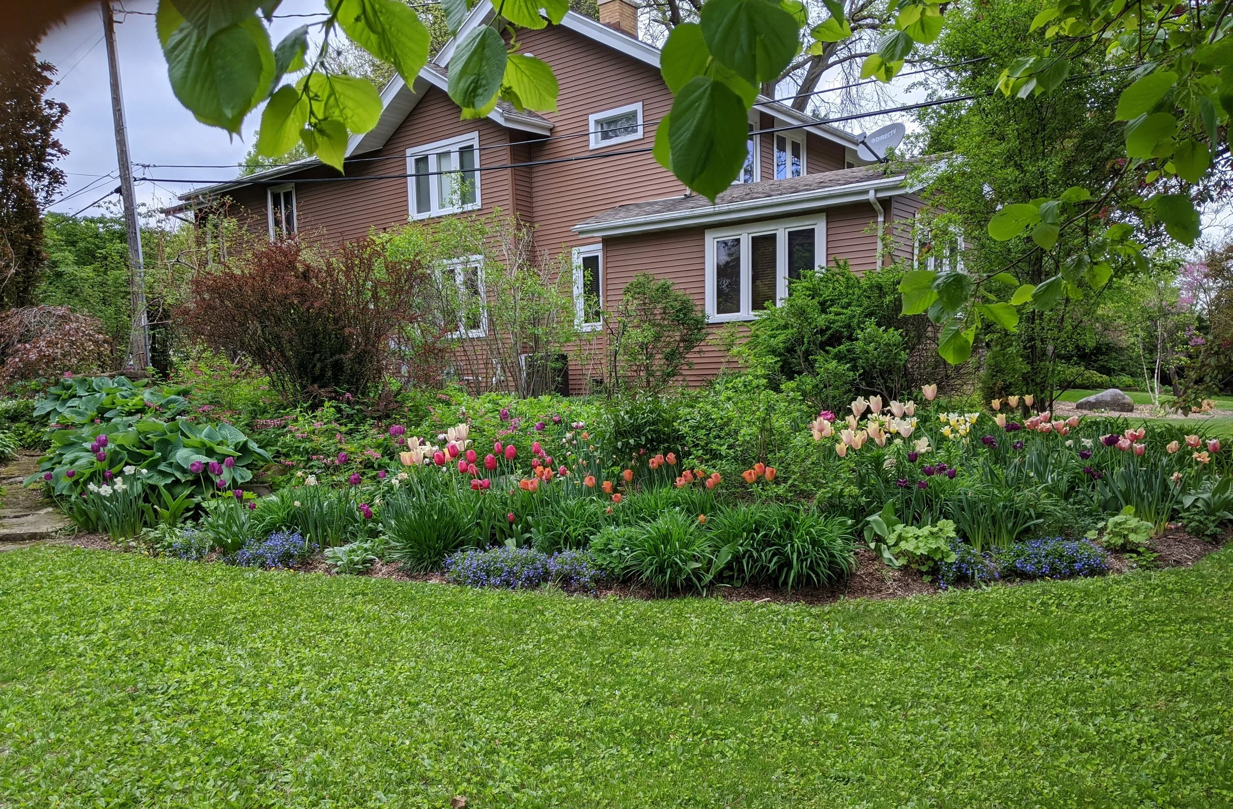 A backyard garden with blooming tulips and other flowers in front of a brown house, surrounded by green trees and grass.