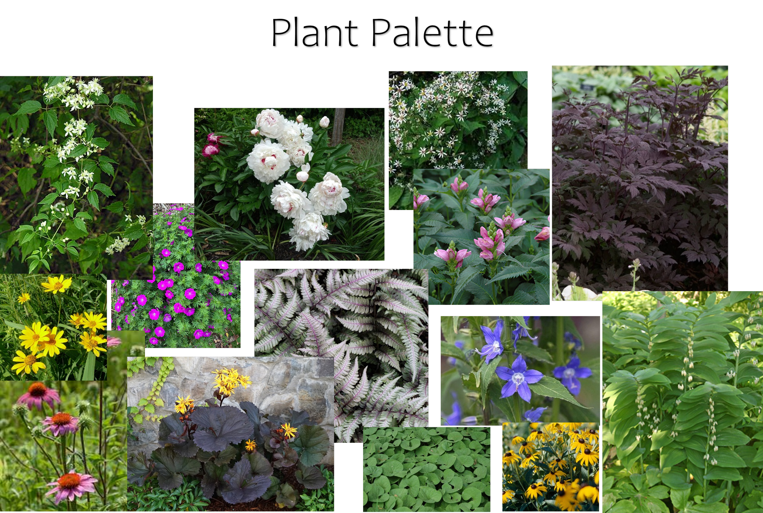 Collage of various flowering plants, including white, pink, purple, yellow, and blue flowers, with green foliage and leaves.